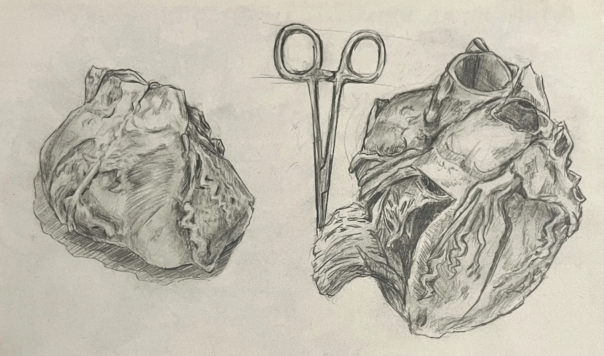   Heart Study  , Graphite on paper, 2025.
