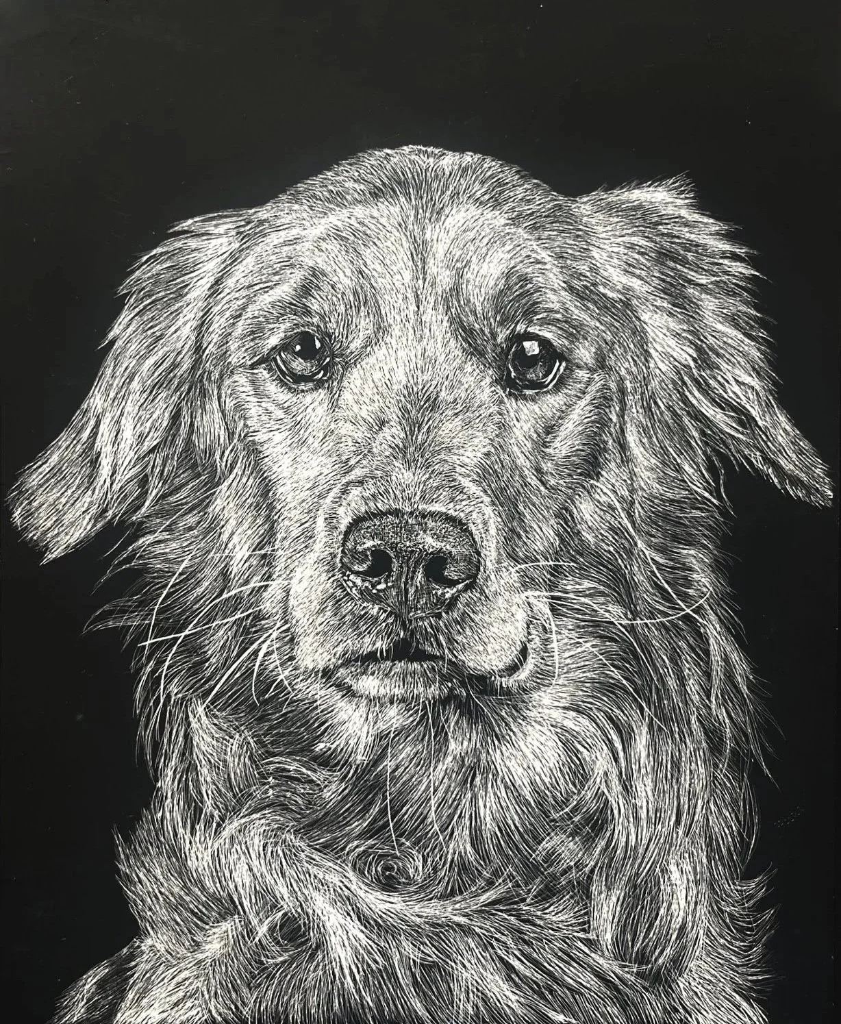   Woof   ,Scratchboard, 2018.