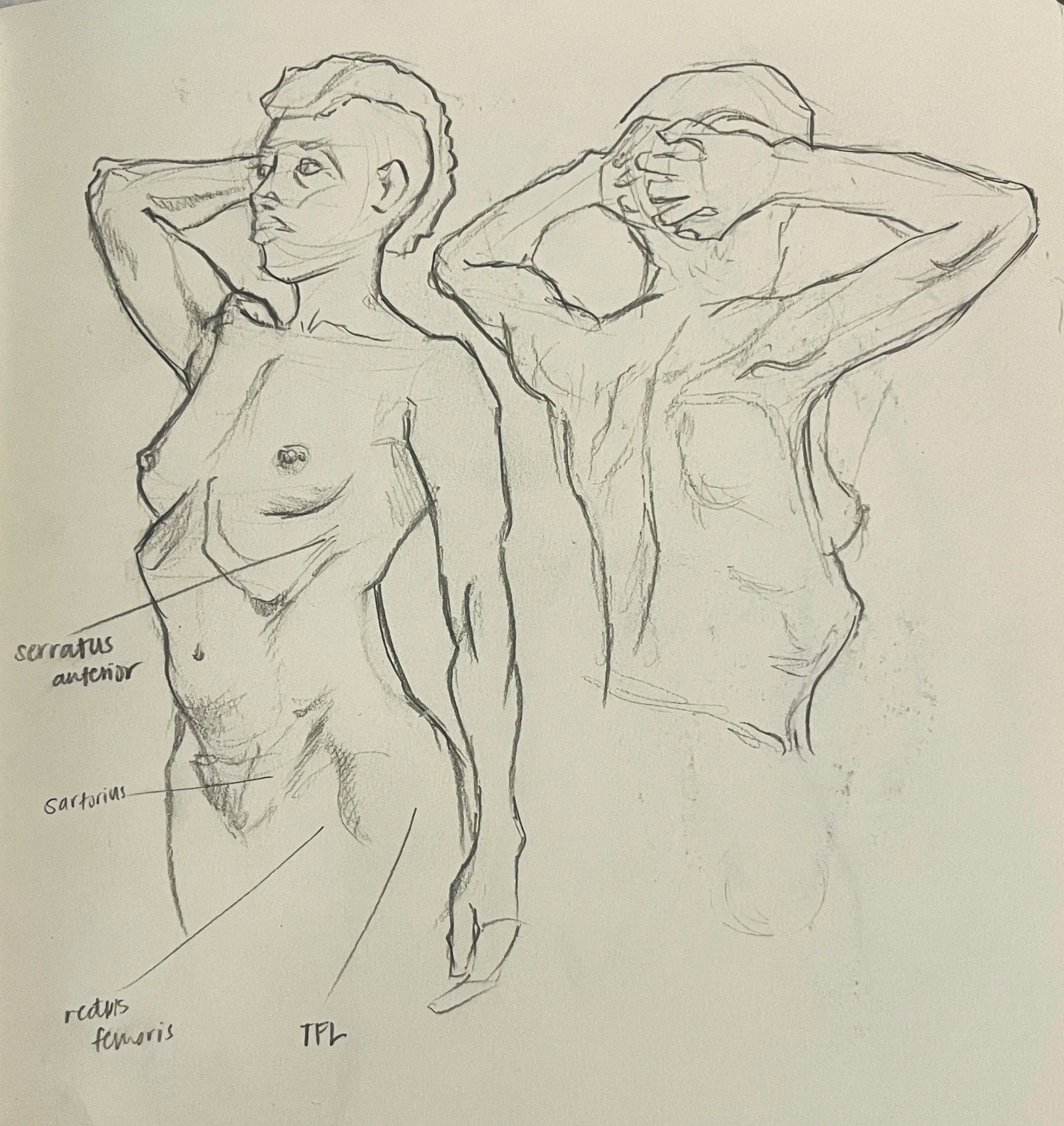   Muscle Study  , Graphite on paper, 2025.