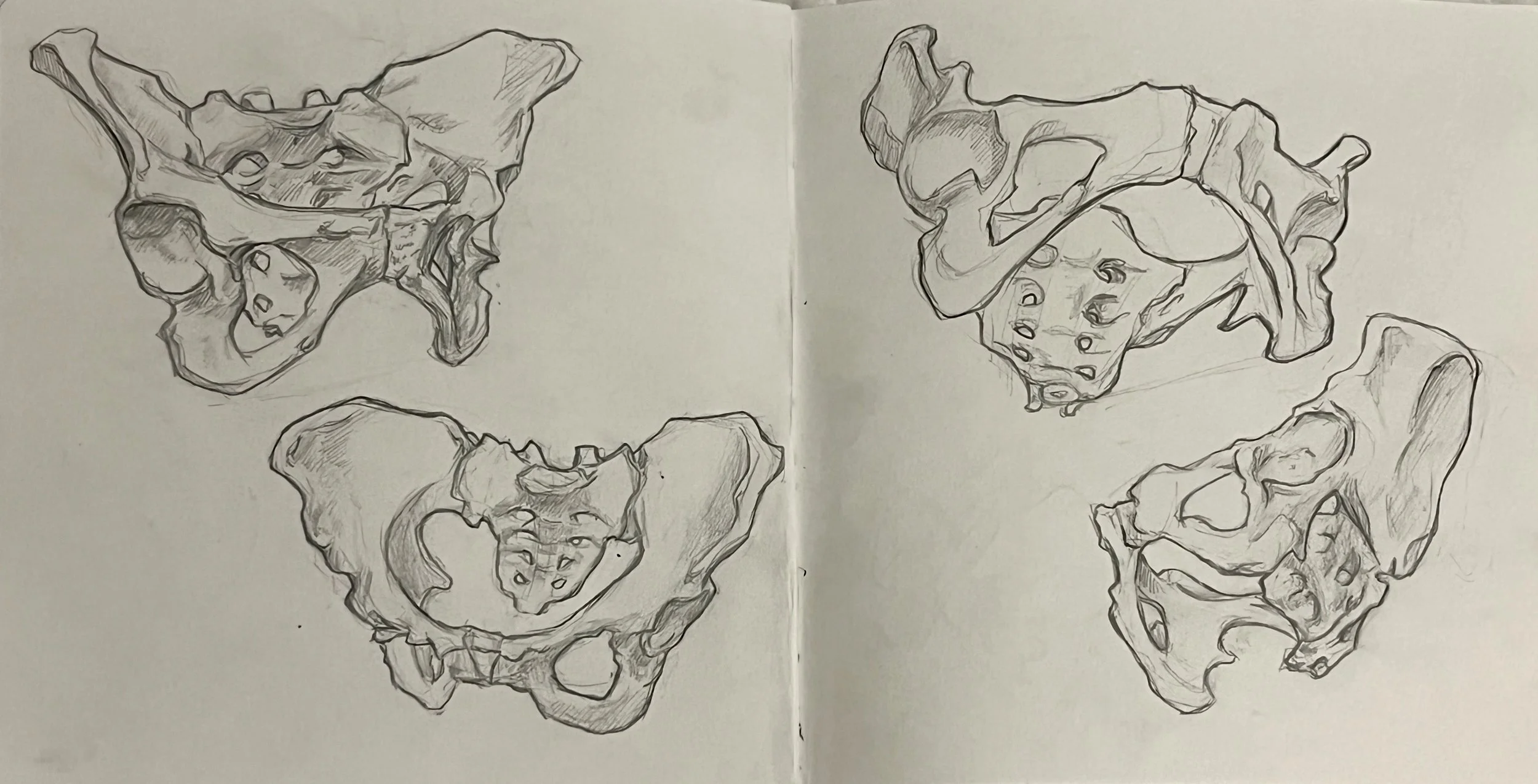   Pelvis  , Graphite on paper, 2025.