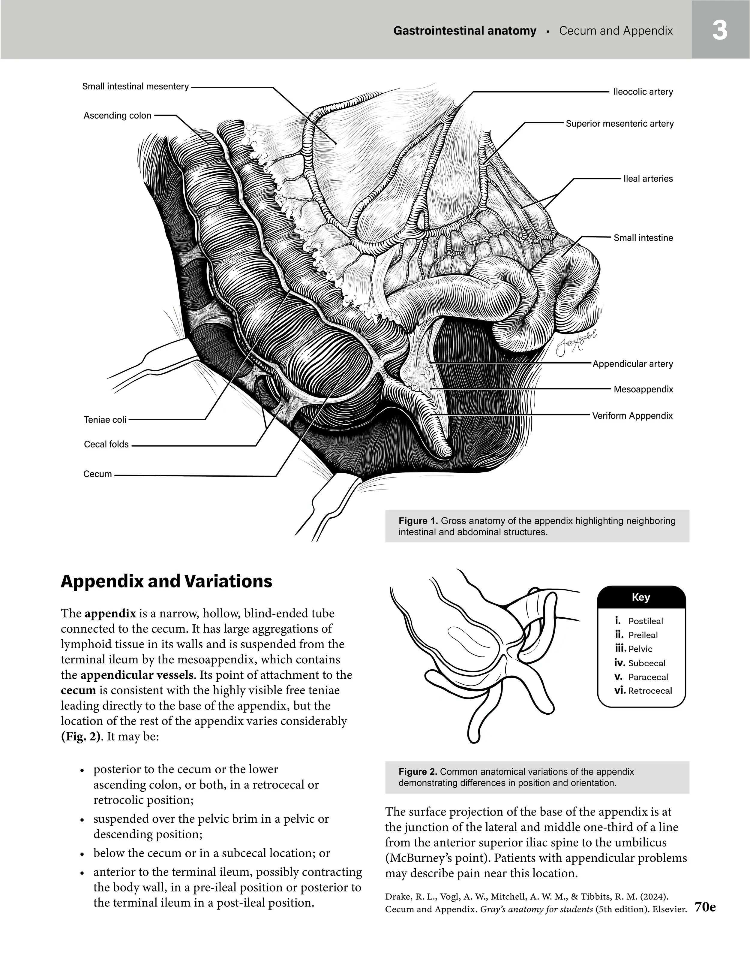   Appendix and Variations  , Adobe Photoshop, Adobe Illustrator, Adobe Indesign, 2026.

  The purpose of this illustration is to depict the vermiform appendix, adjacent structures, and common positional variations for undergraduate anatomy students i
