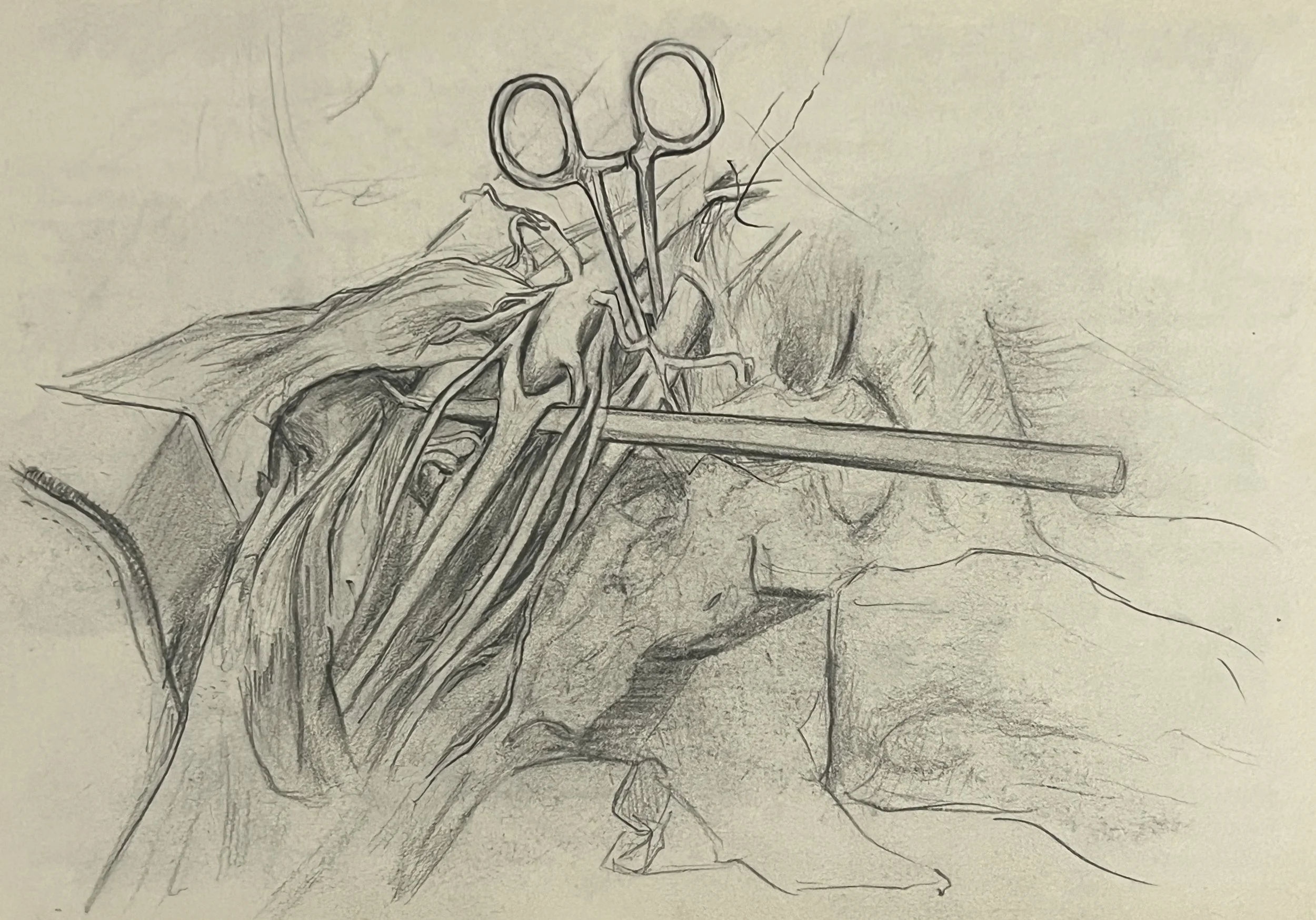   Brachial Plexus  , Graphite on paper, 2025.

