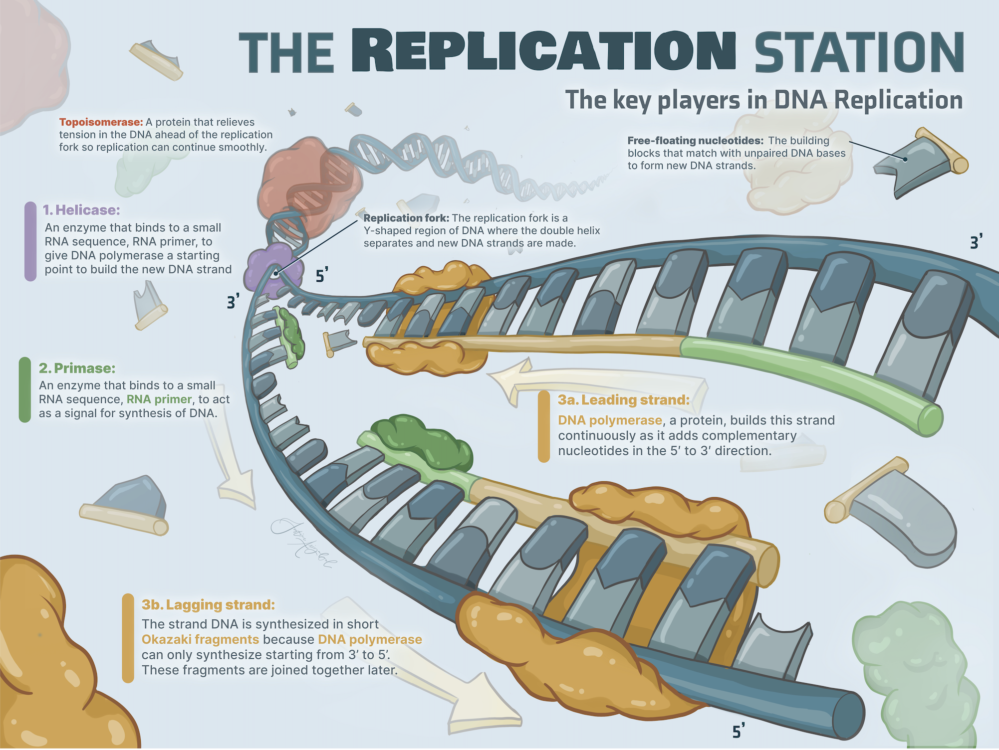 "  The Replication Station  Adobe Illustrator, Adobe Photoshop. 2026.
 The purpose of this poster is to illustrate the key players and factors that contribute to DNA replication. The poster highlights simple steps and other key components as an intro