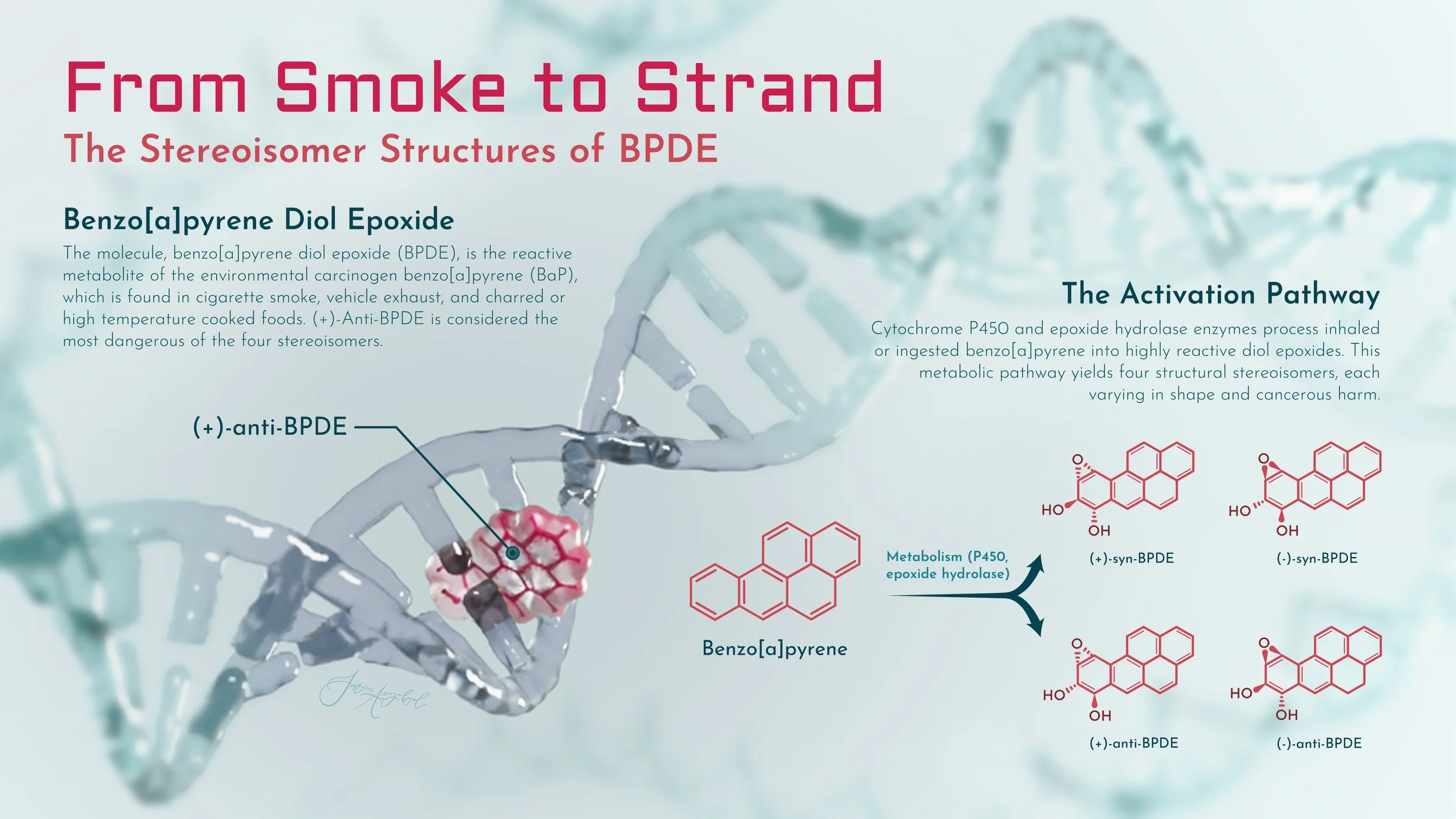   From Smoke to Strand   Cinema 4D Redshift, Adobe Illustrator, Adobe Photoshop.

 The purpose of this slide is to illustrate the key stereoisomer structures that derive from benzo[a]pyrene. This would be used by a pharmaceutical company that would b
