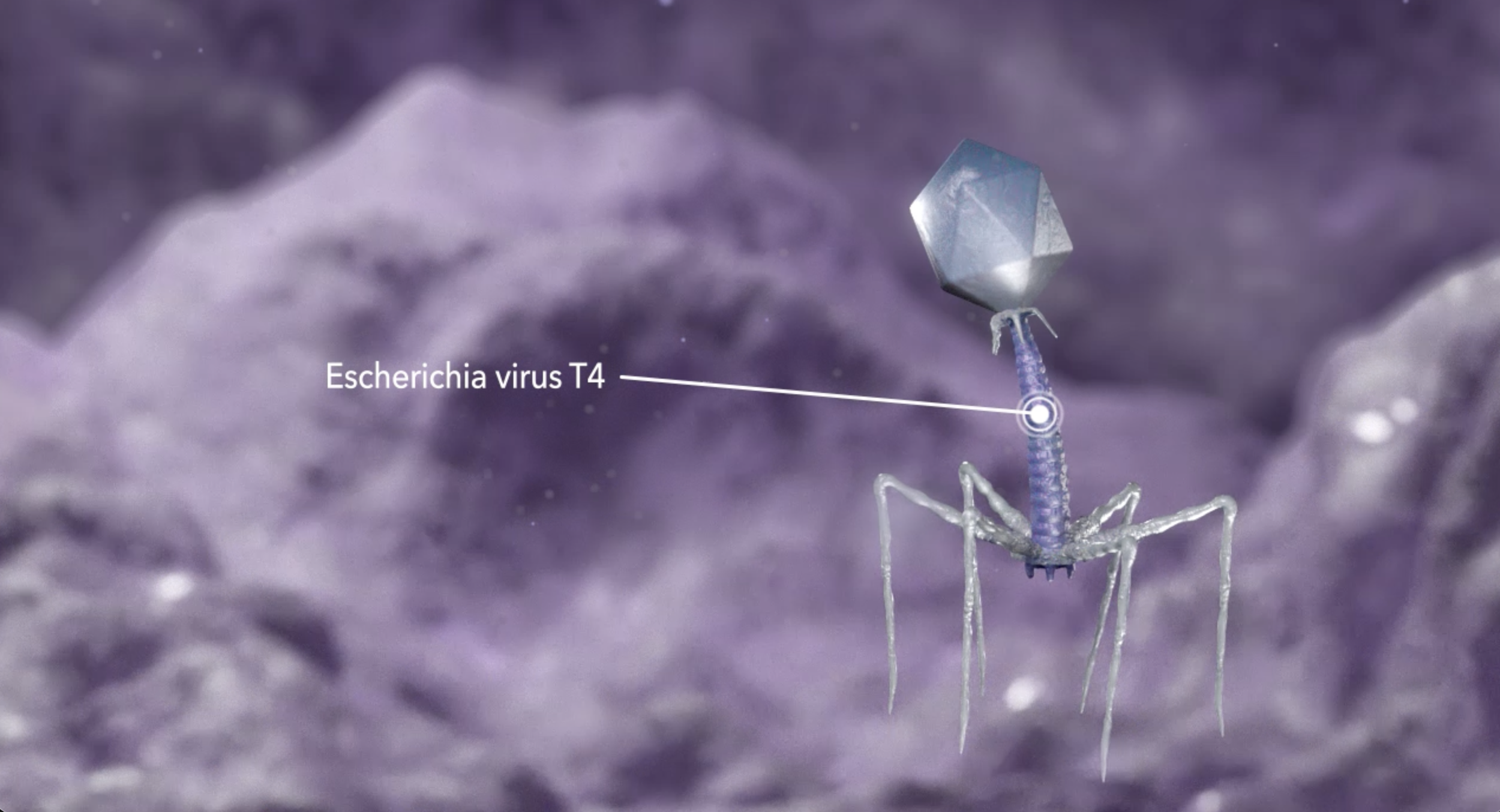   E coli spotted!   Cinema 4D Redshift, Adobe After Effects, RedGiant, 2026.
 Click to watch video. 