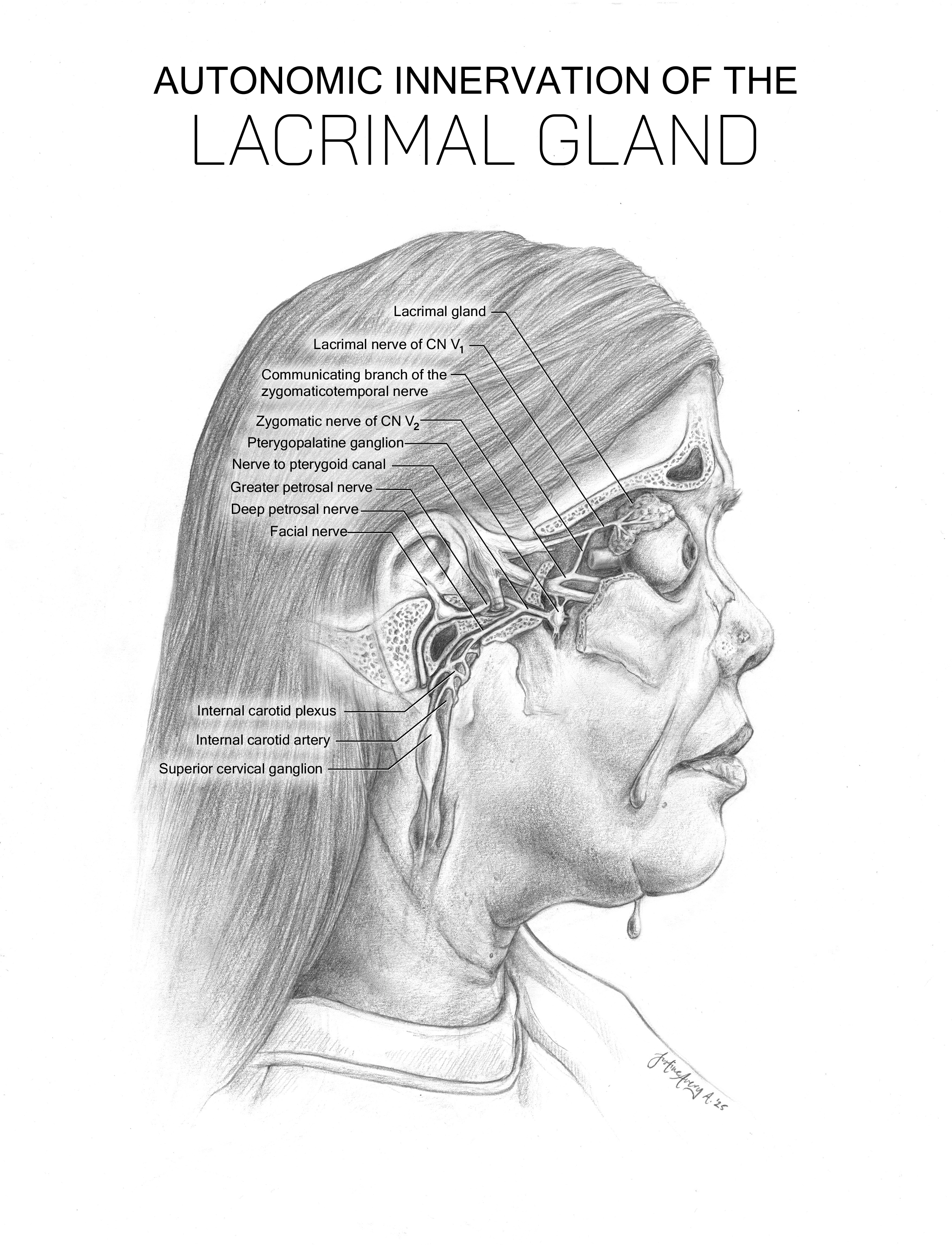   Autonomic Innervation of the Lacrimal Gland  , Graphite on Bristol, Adobe Photoshop, Adobe Illustrator, 2025.

  Medical illustration showing the sympathetic and parasympathetic components of the autonomic innervation of the lacrimal gland, enhance