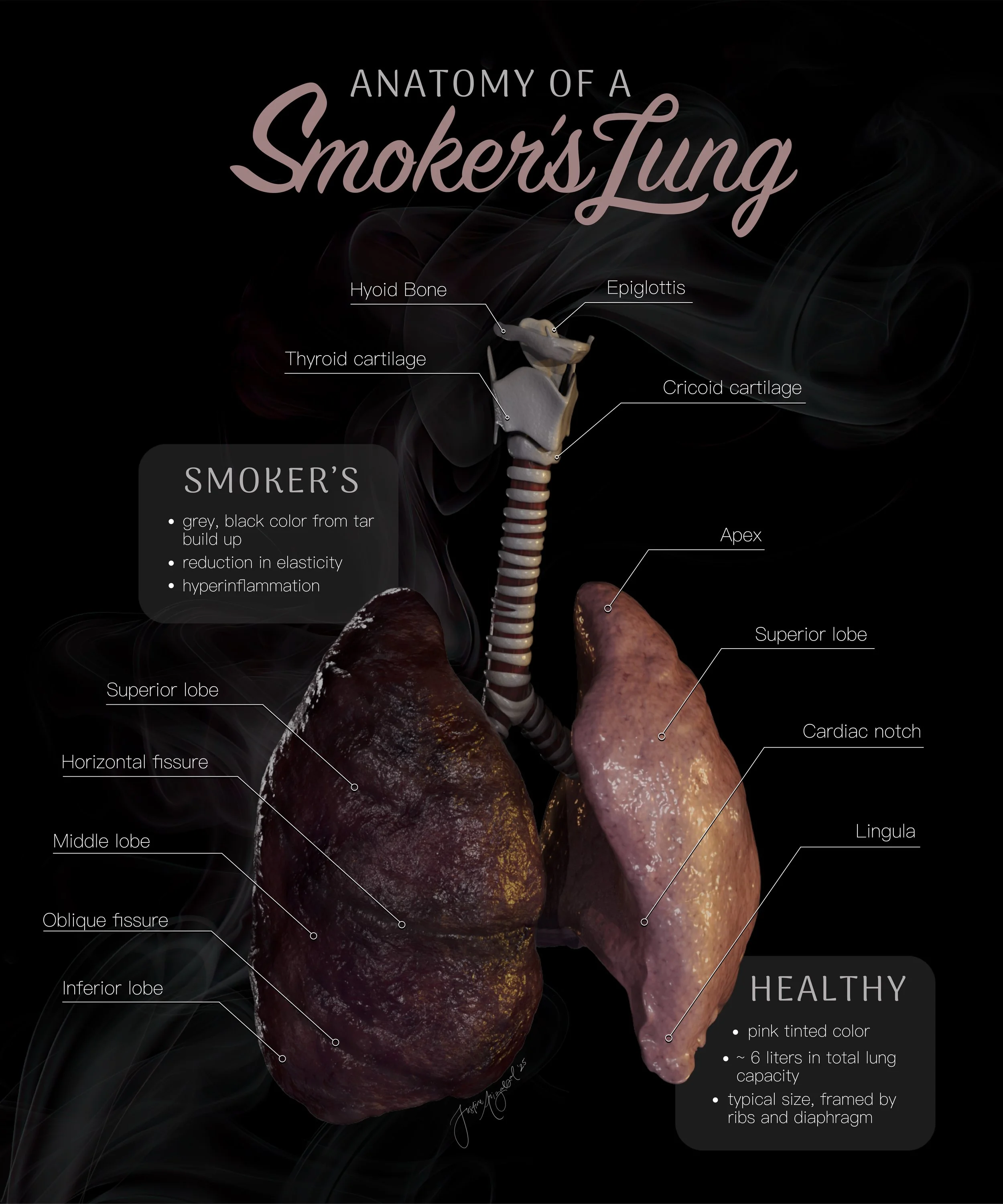   Anatomy of a Smoker's Lung  , Cinema4D, Adobe Illustrator, Adobe Photoshop, 2025.

 The intended audience for this piece includes students taking anatomy courses in high school and higher education. The goals for this piece were to give accurate an
