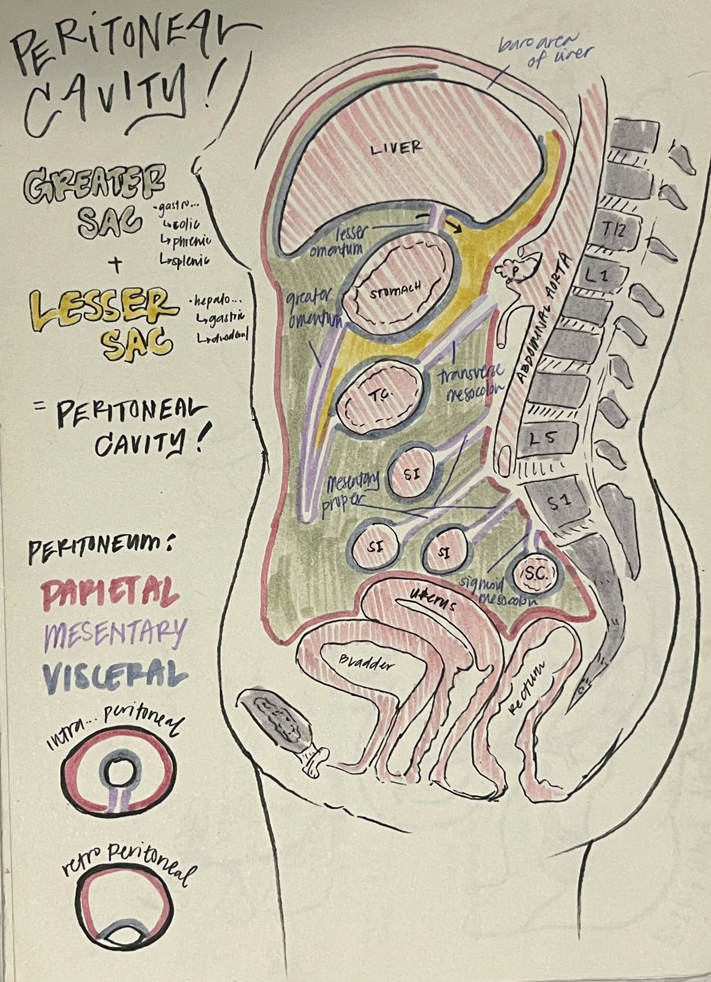   Peritoneal Cavity  , Ink on paper, 2025.
