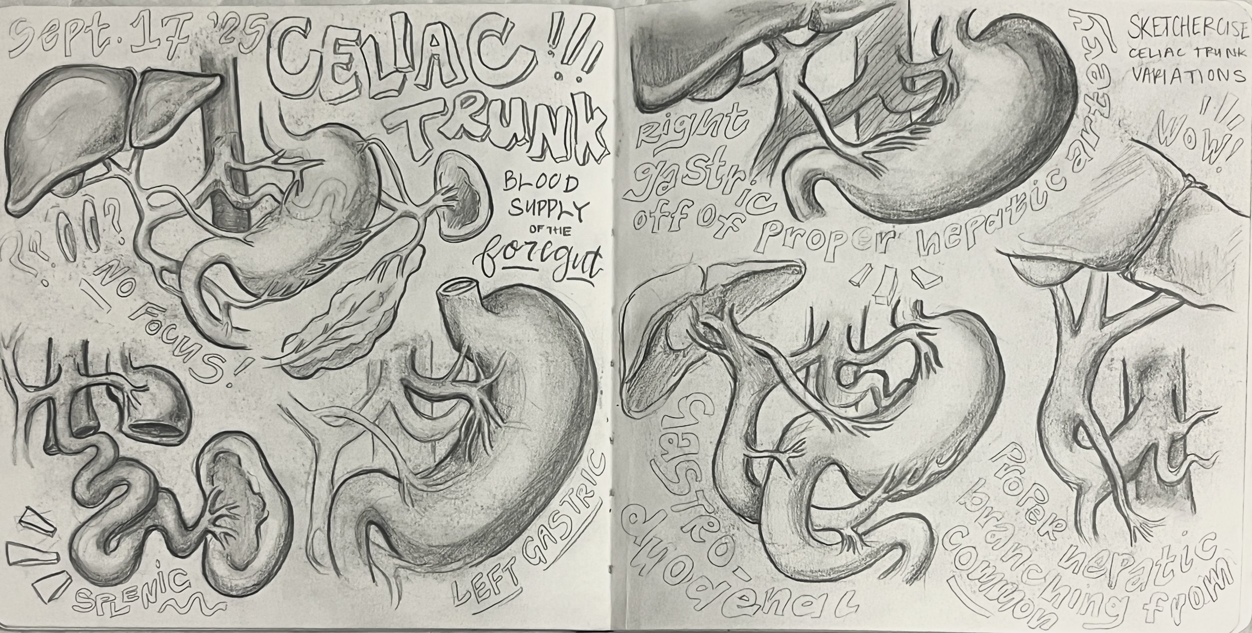  Celiac Trunk Anatomy  , Graphite on paper, 2025.