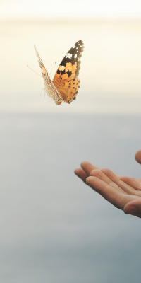 Person's hand reaching towards a suspended butterfly over a blurred background.