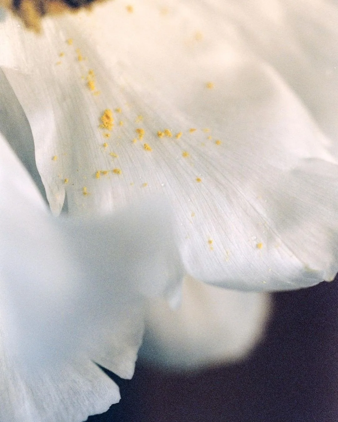 VOICES IN FULL COLOR