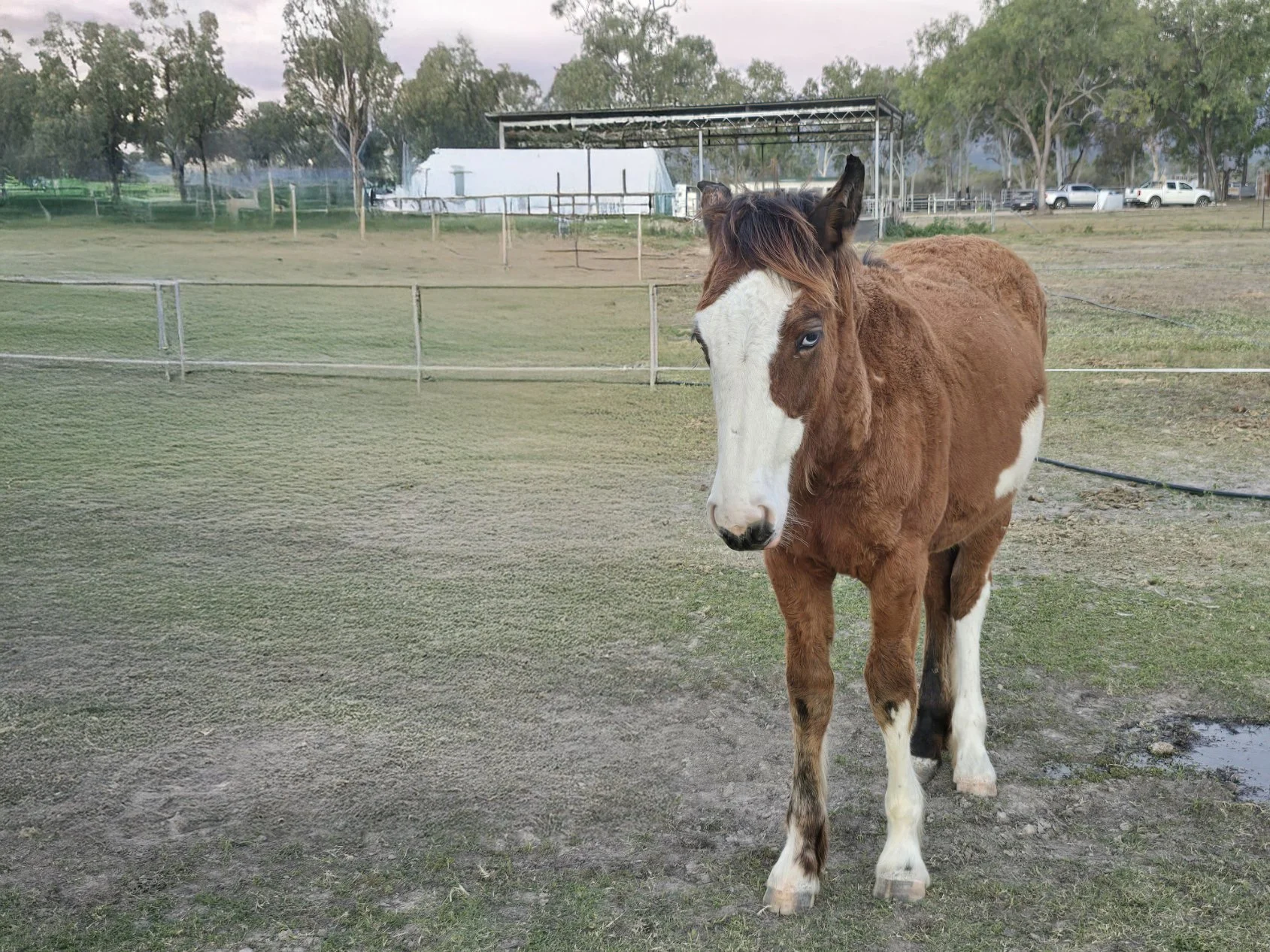 Image of Lara, horse at Pynmanto