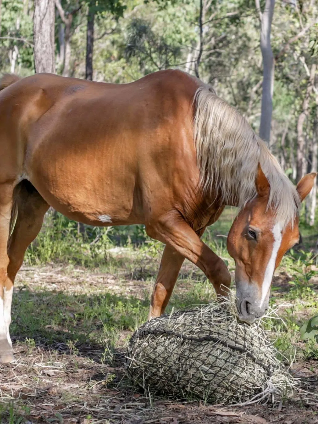 Image of Peaches, horse at Pynmanto