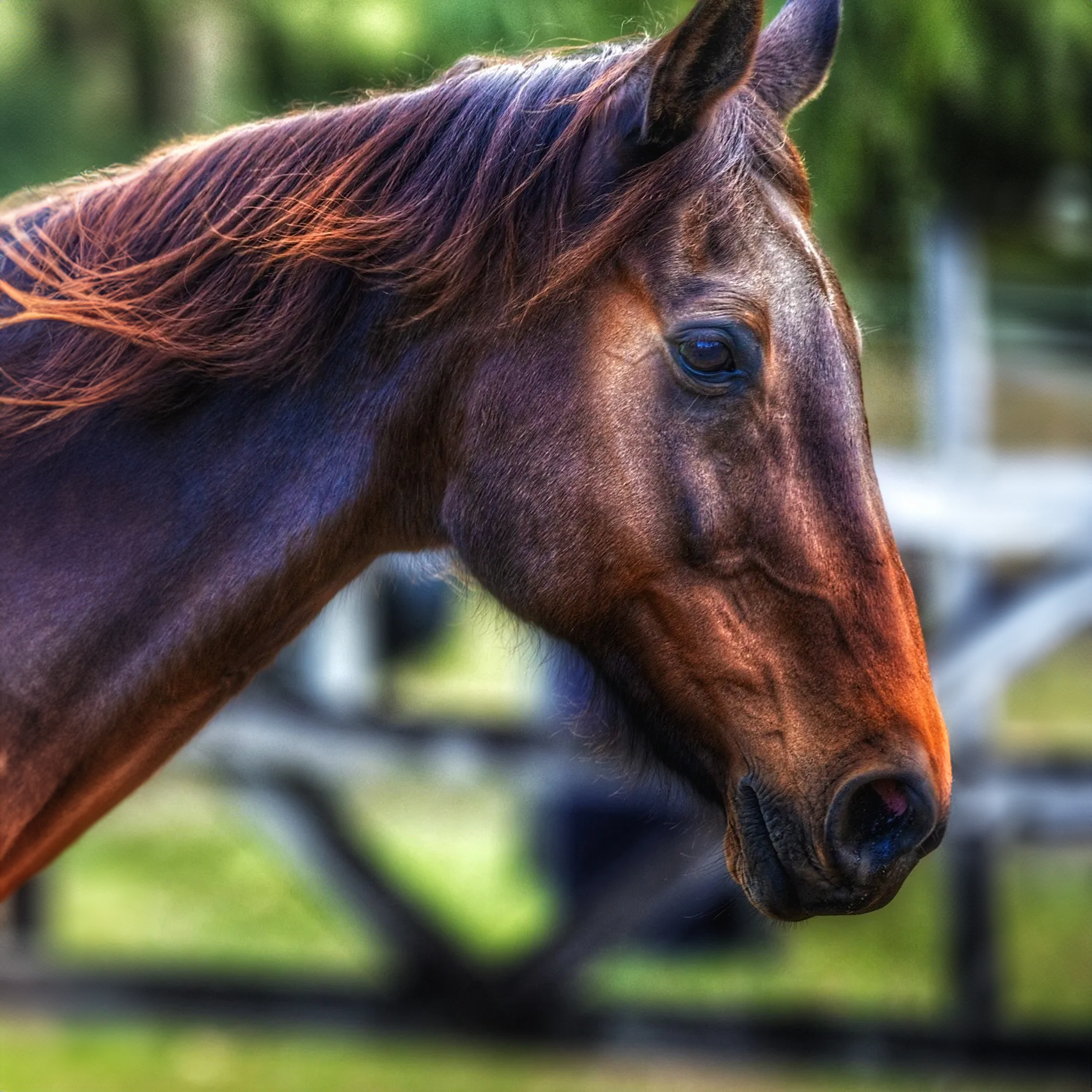 Image of Comanche, horse at Pynmanto