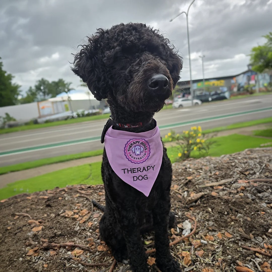 Pascal the therapy dog at Pynmanto