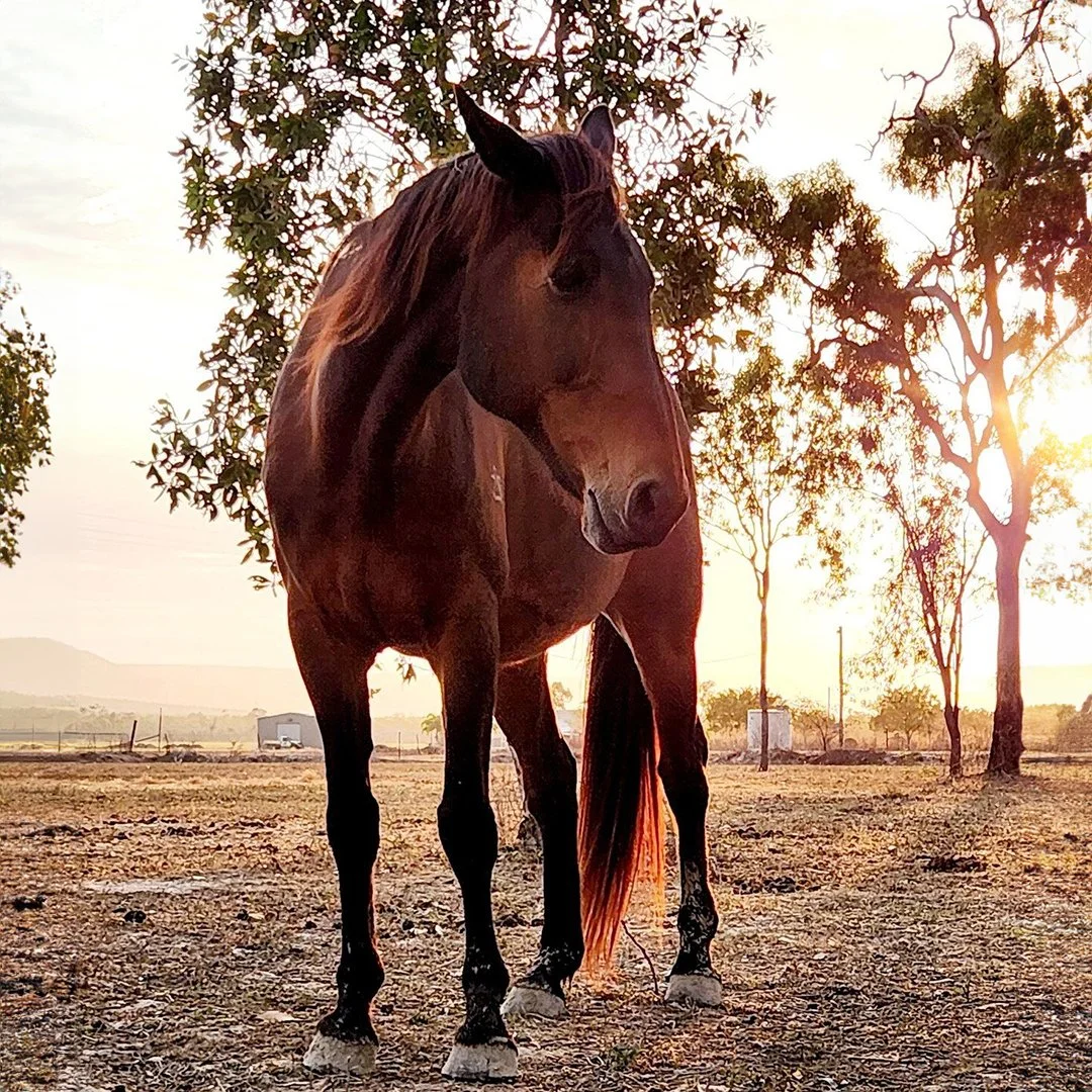 Image of horse in field at sunset