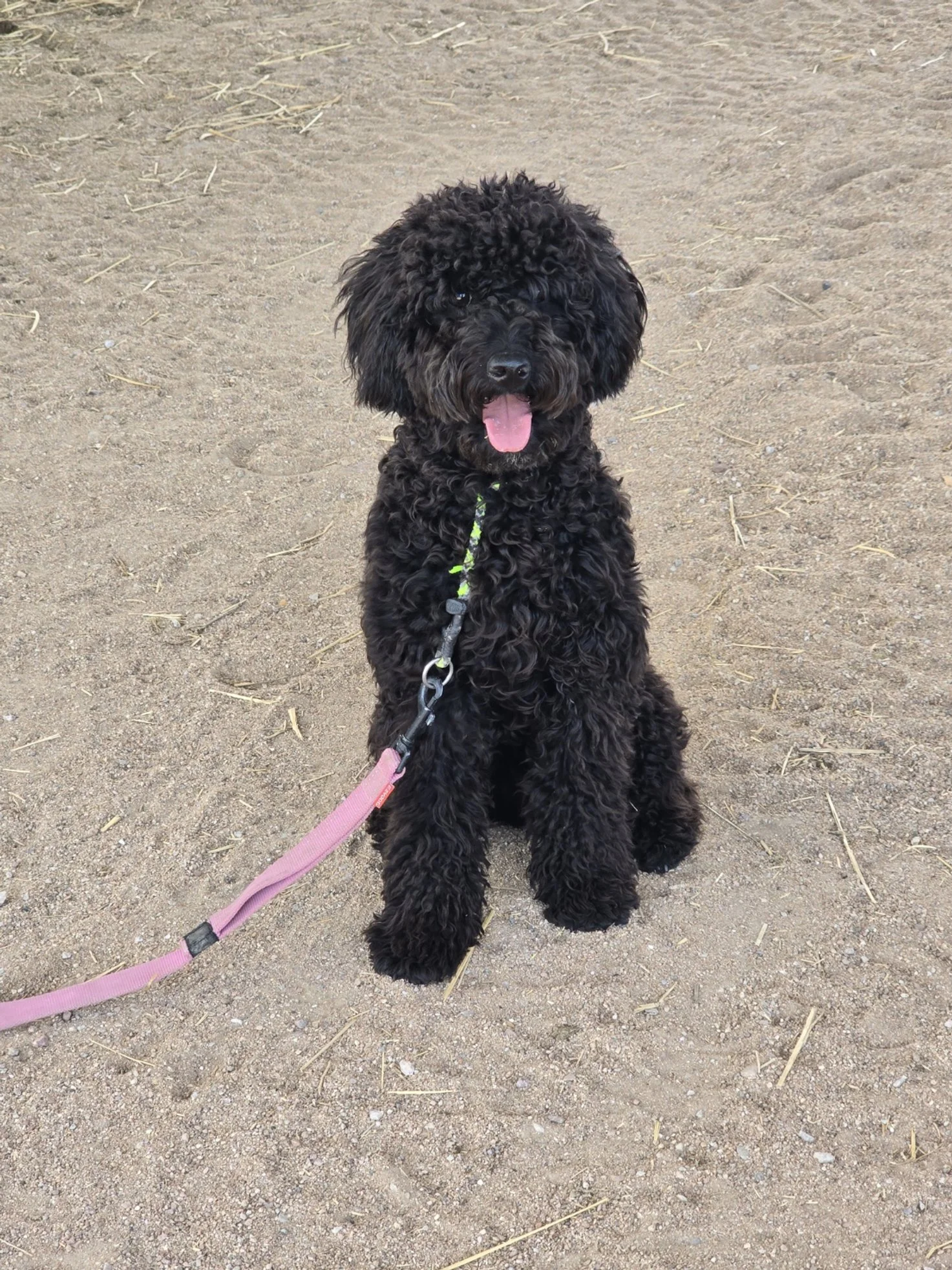 Pascal, therapy dog at Pynmanto