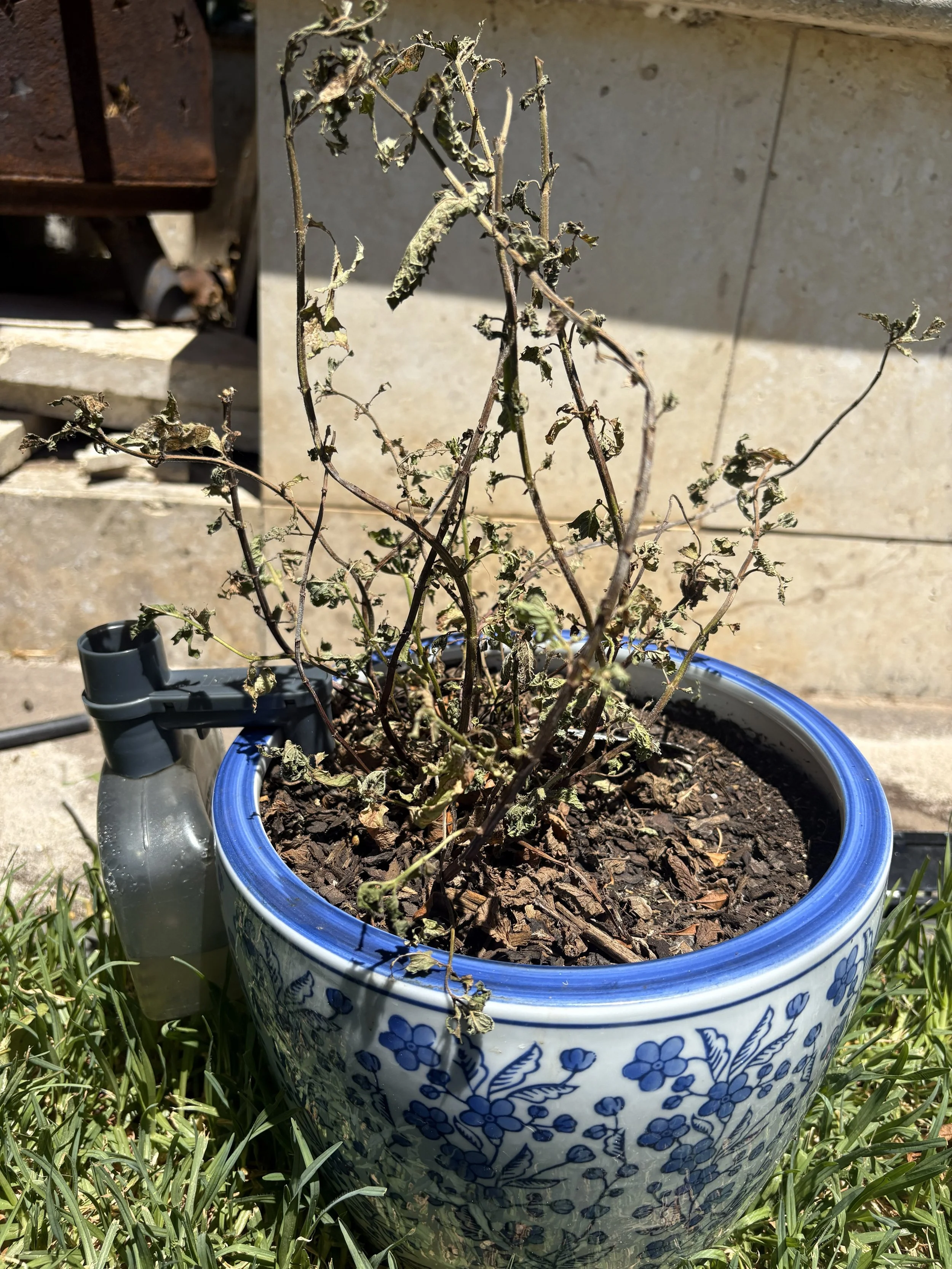 The Inept Gardener… A series