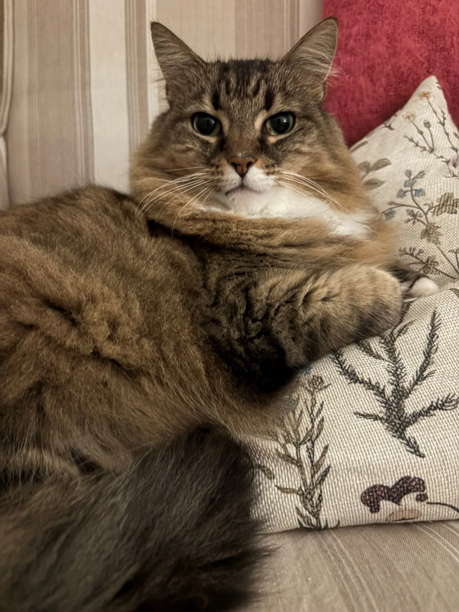 Cosy corner's biggest fan.jpg