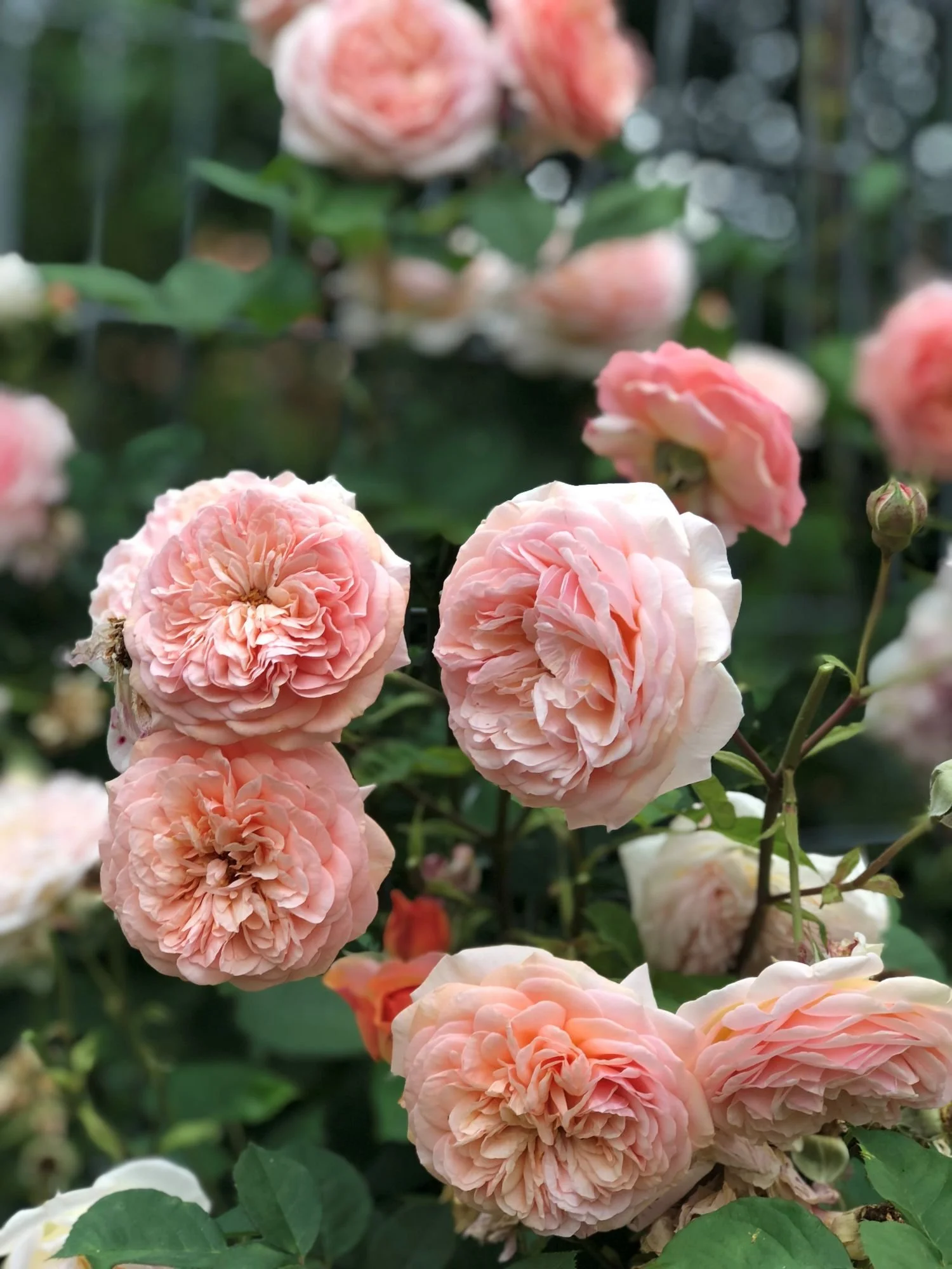A Shropshire Lad_1.jpg