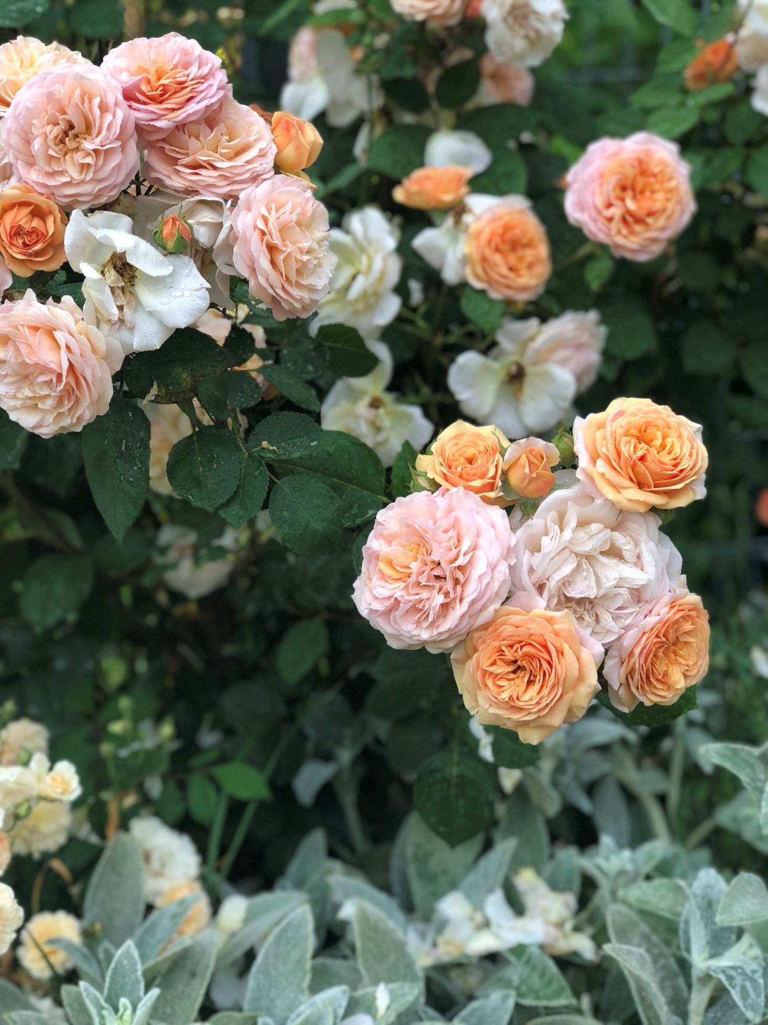 Rosy Glory.jpg