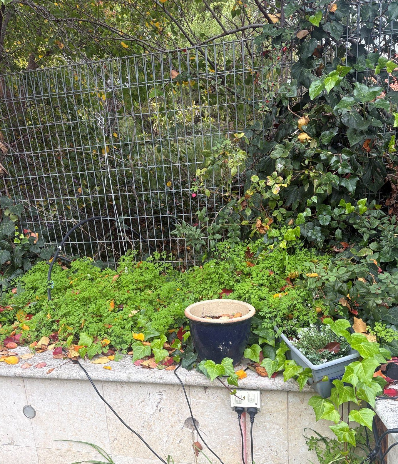 A garden bed...before.jpg