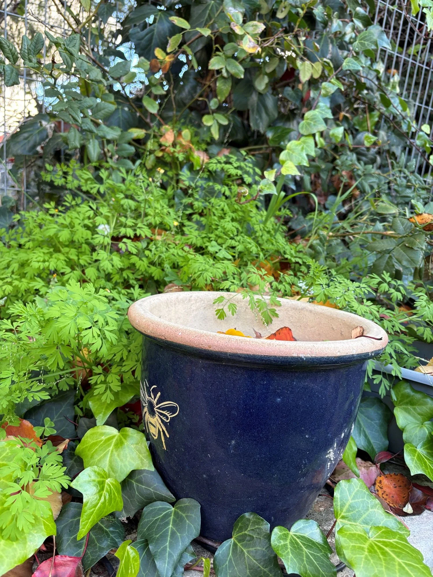 Blue pot before.JPG