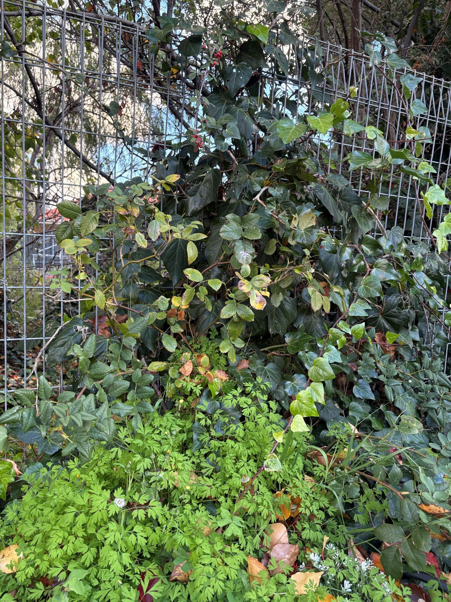 The Inept Gardener