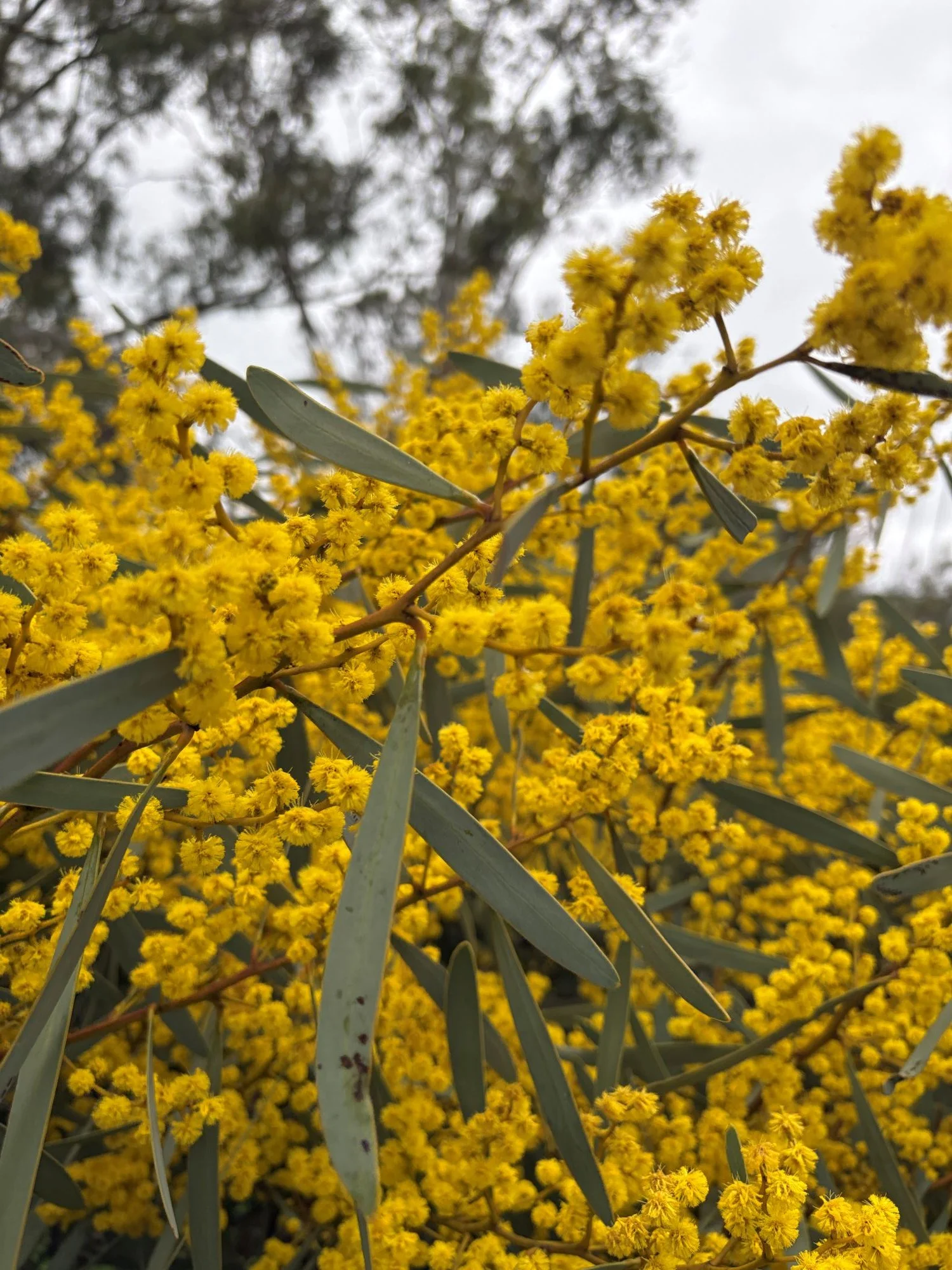 Wattle at Mintaro.JPG
