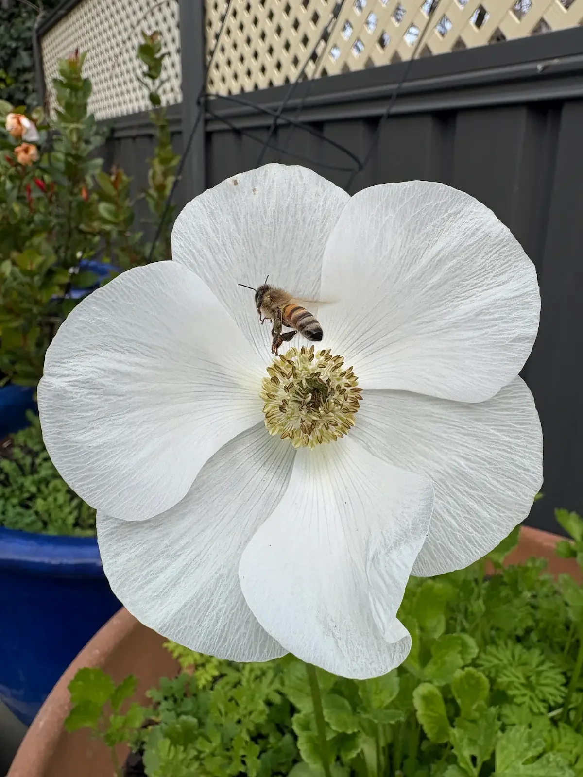 Lessons learned in a winter garden