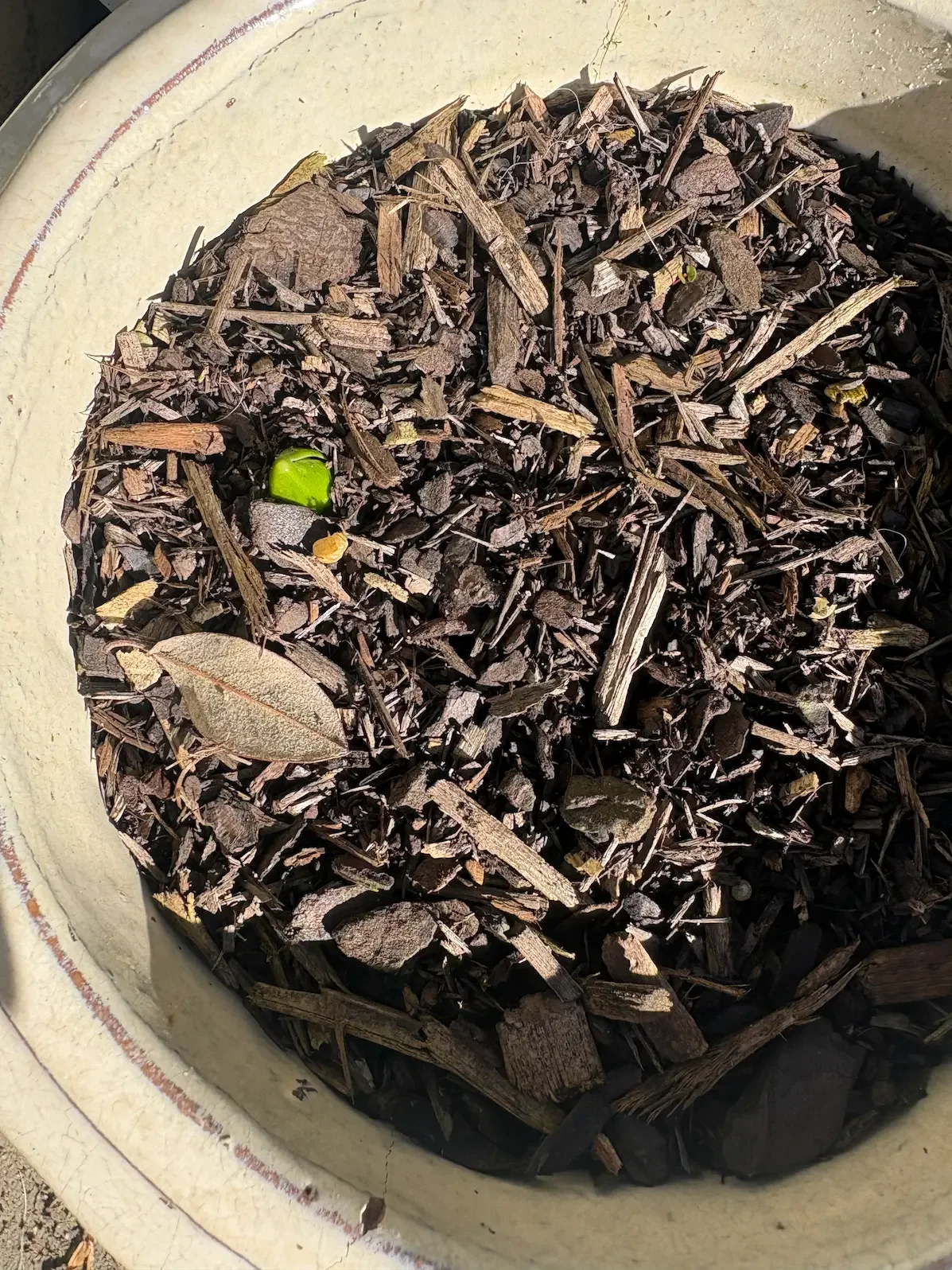 A small green leaf emerging from dark brown soil in a cream pot