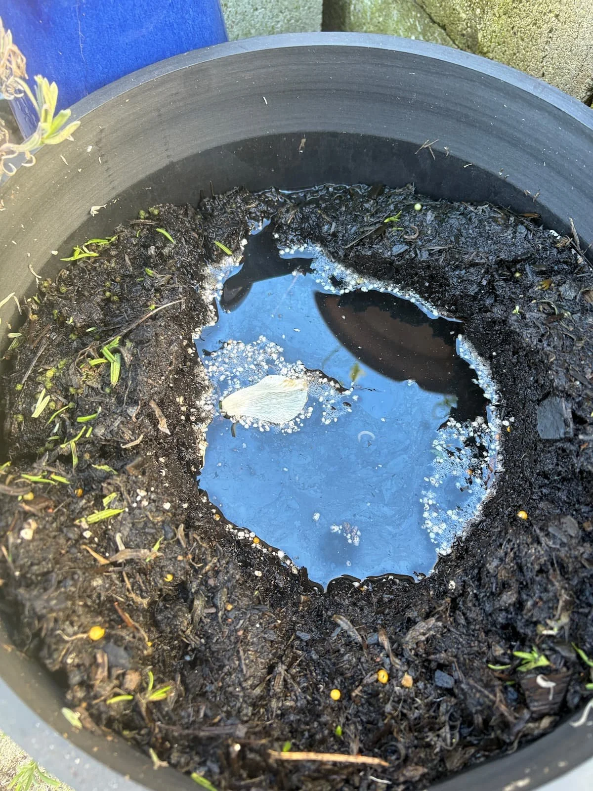 A puddle of water in a pot of soil