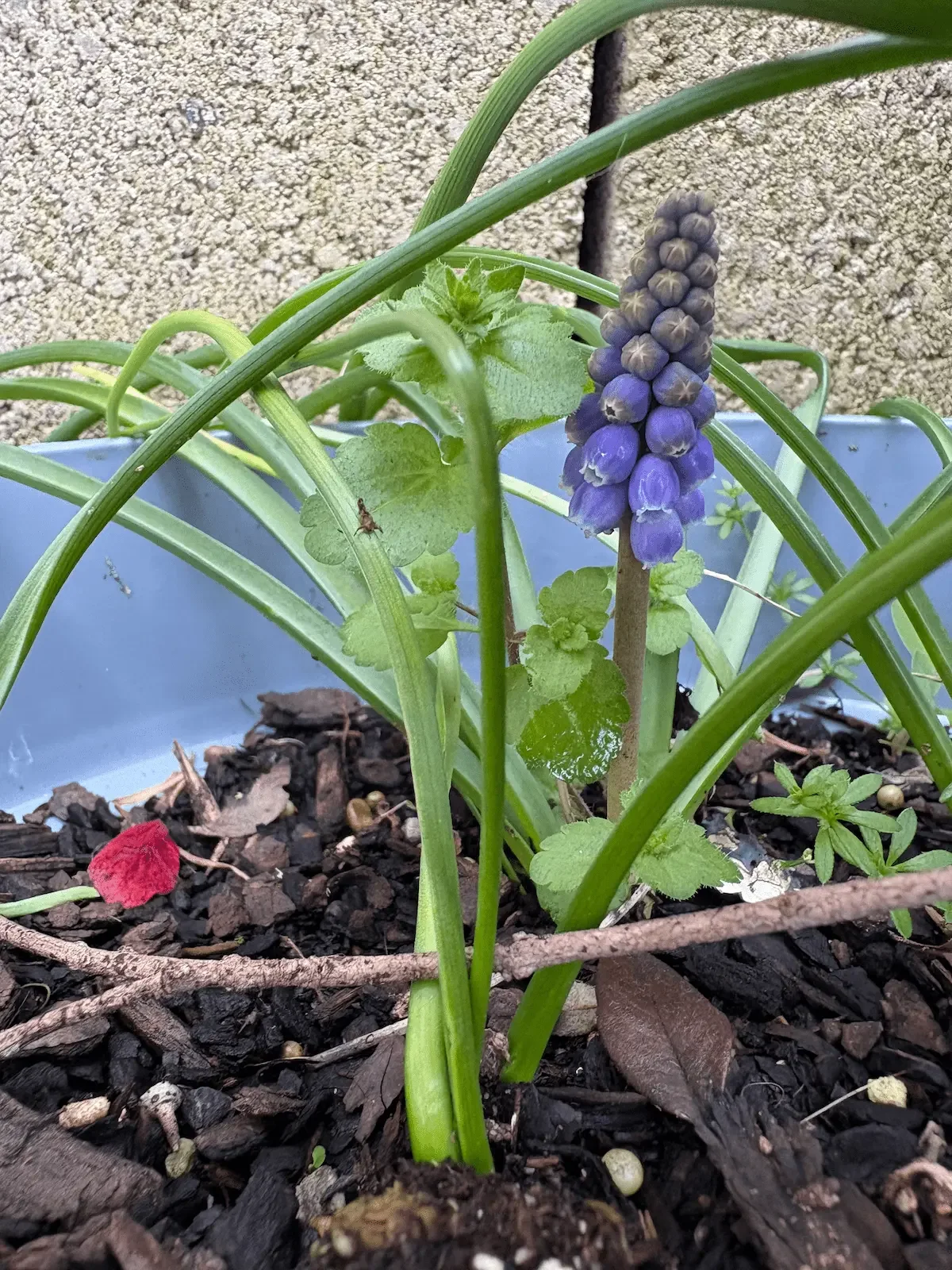 Purple buds on a green stem against besser brick background