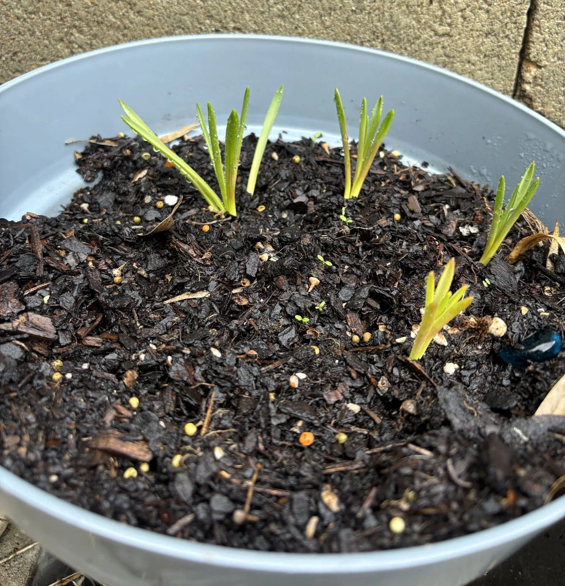 Fresh green bulb shoots sprouting in a grey pot filled with dark, moist soil, positioned outdoors against a stone wall.