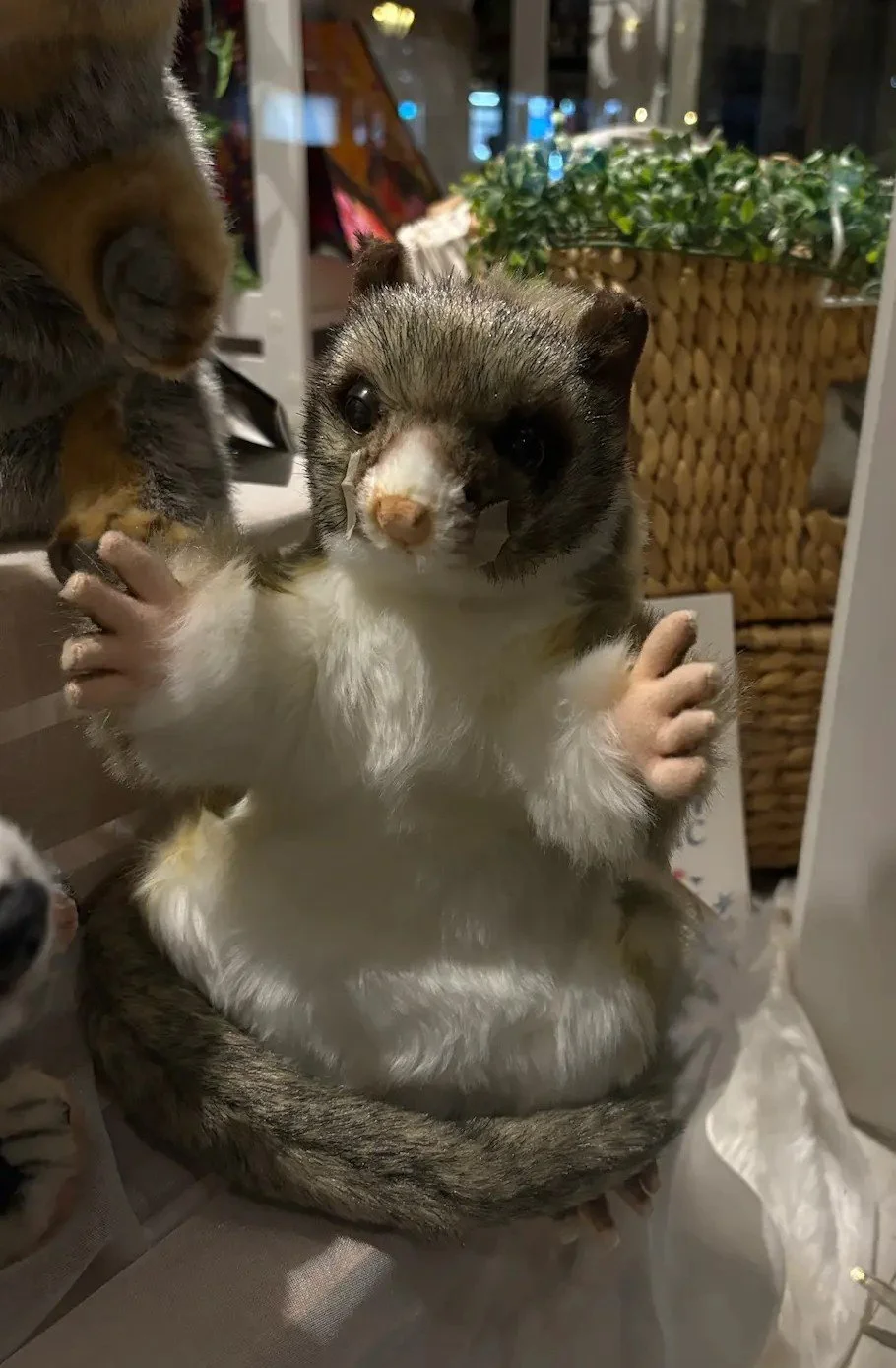 Ringtail possum hand puppet in a shop window