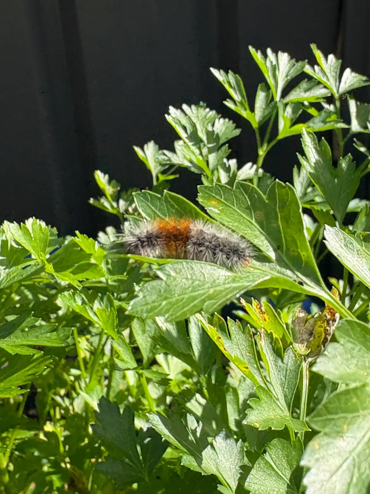 Brown and black caterpillar on green leaves
