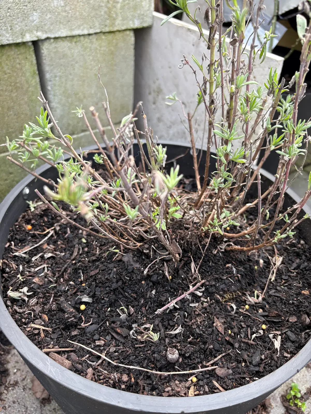 Straggly lavender plant in a dark grey pot