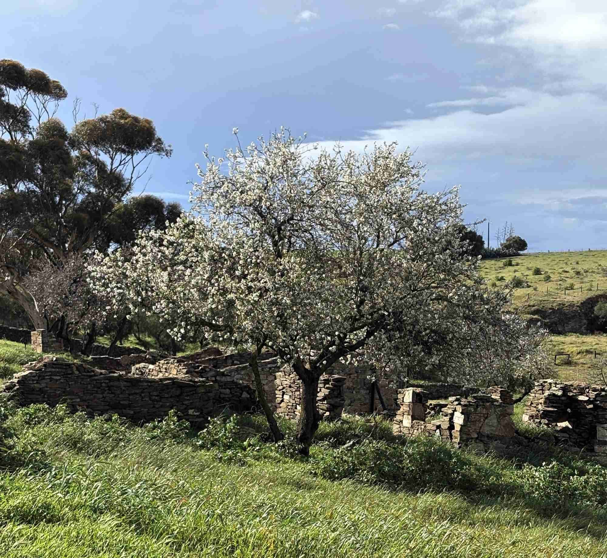 Almond tree in front of a ruined stone cottage