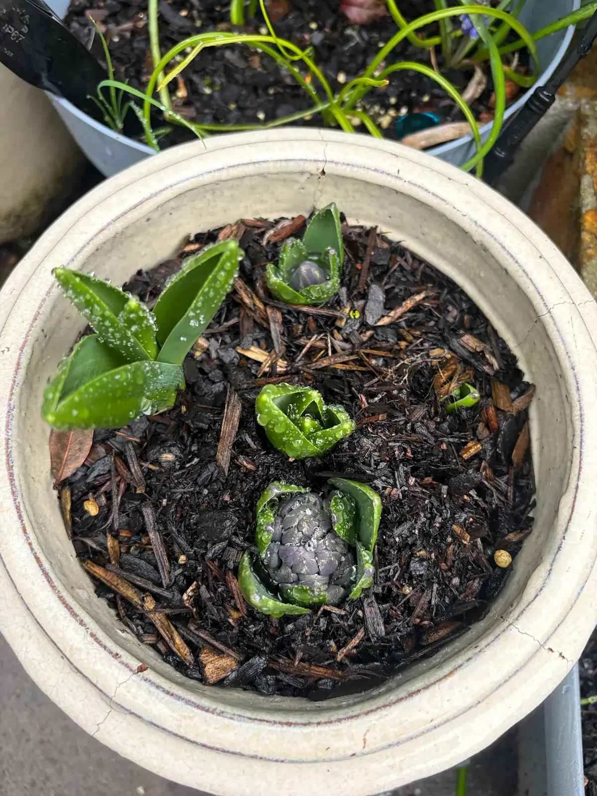 Green leaves and a cluster of blooms emerging from the soil in a cream pot