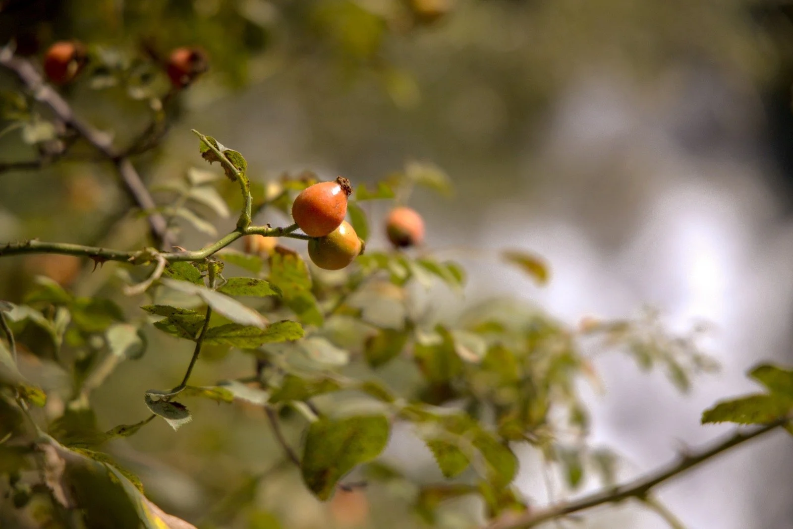 Fresh rosehips on the branch.