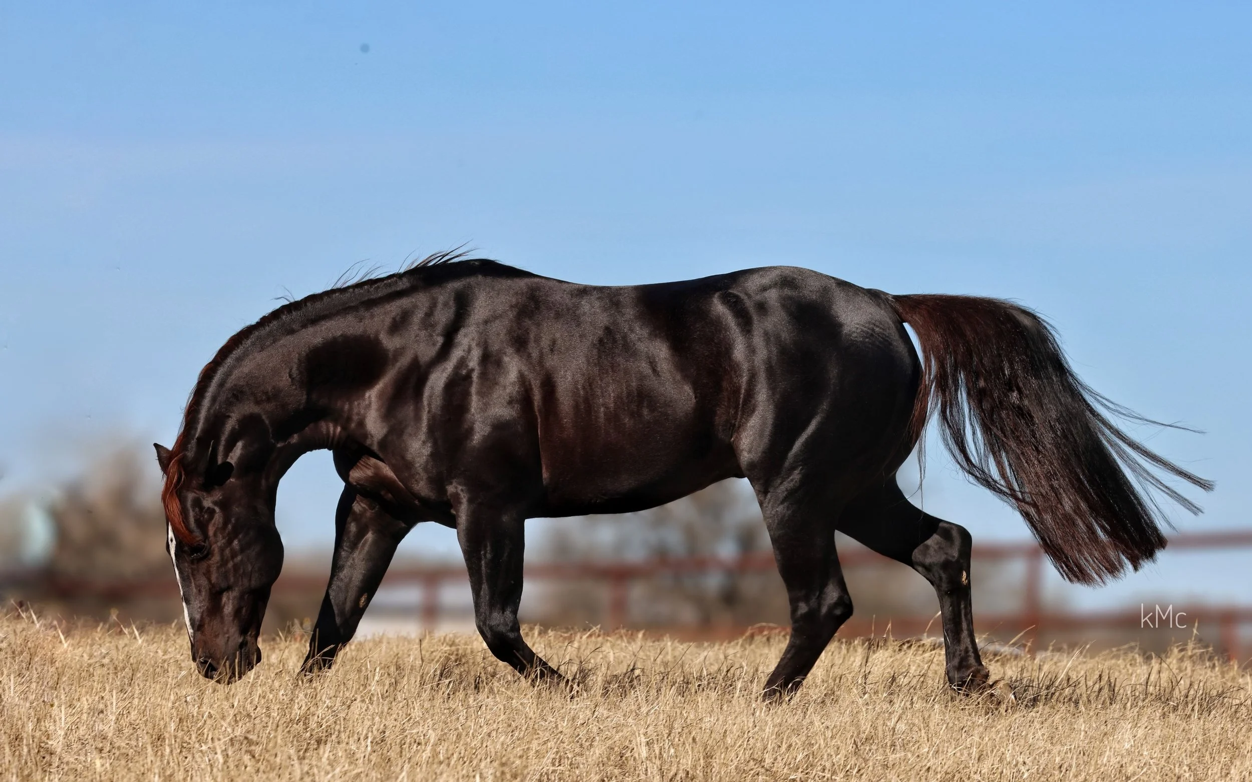 Torch Playing 3.jpeg