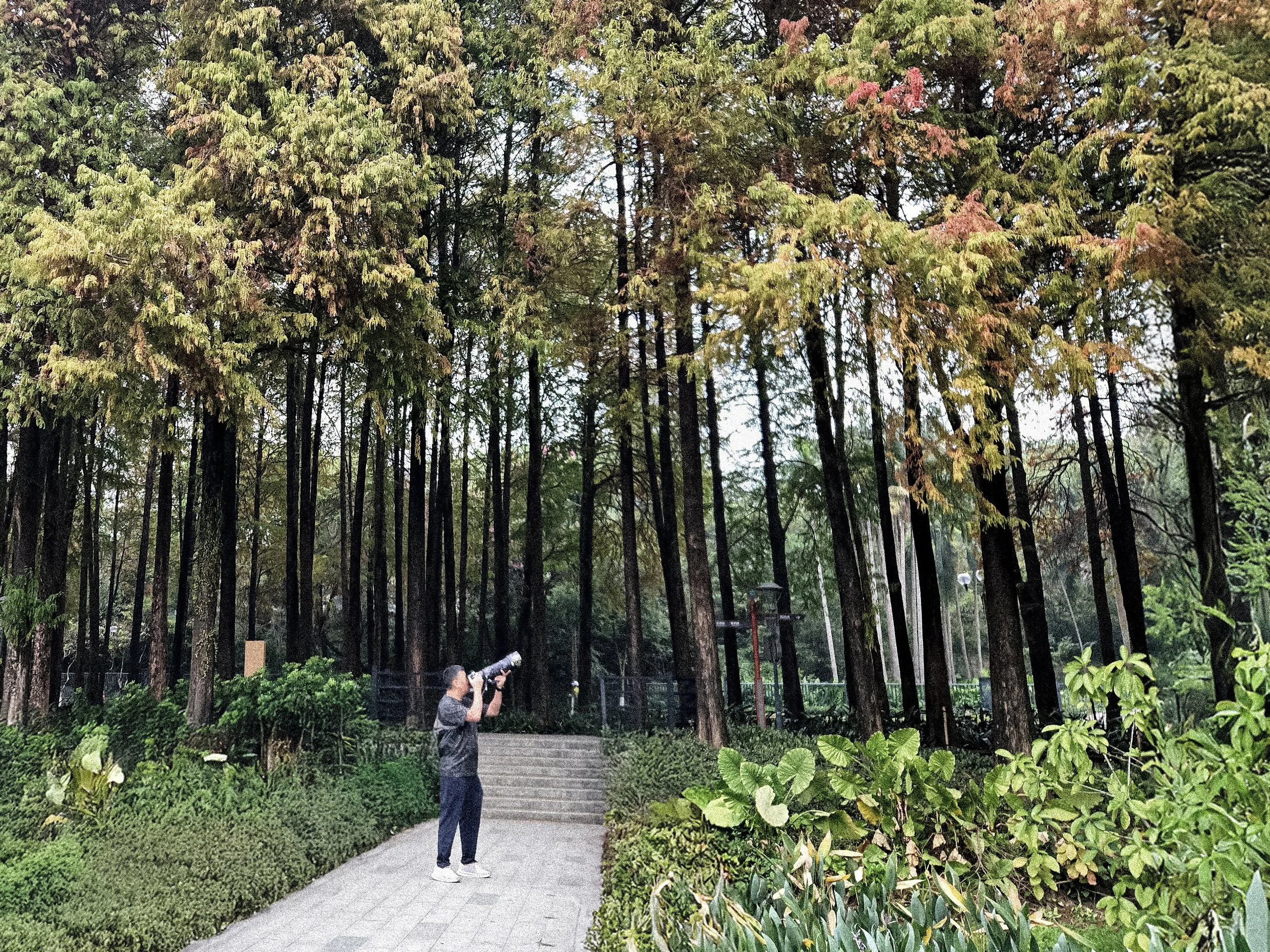 A man standing on a stone pathway taking a photo with a camera, surrounded by lush green bushes and tall trees with some autumn-colored leaves.