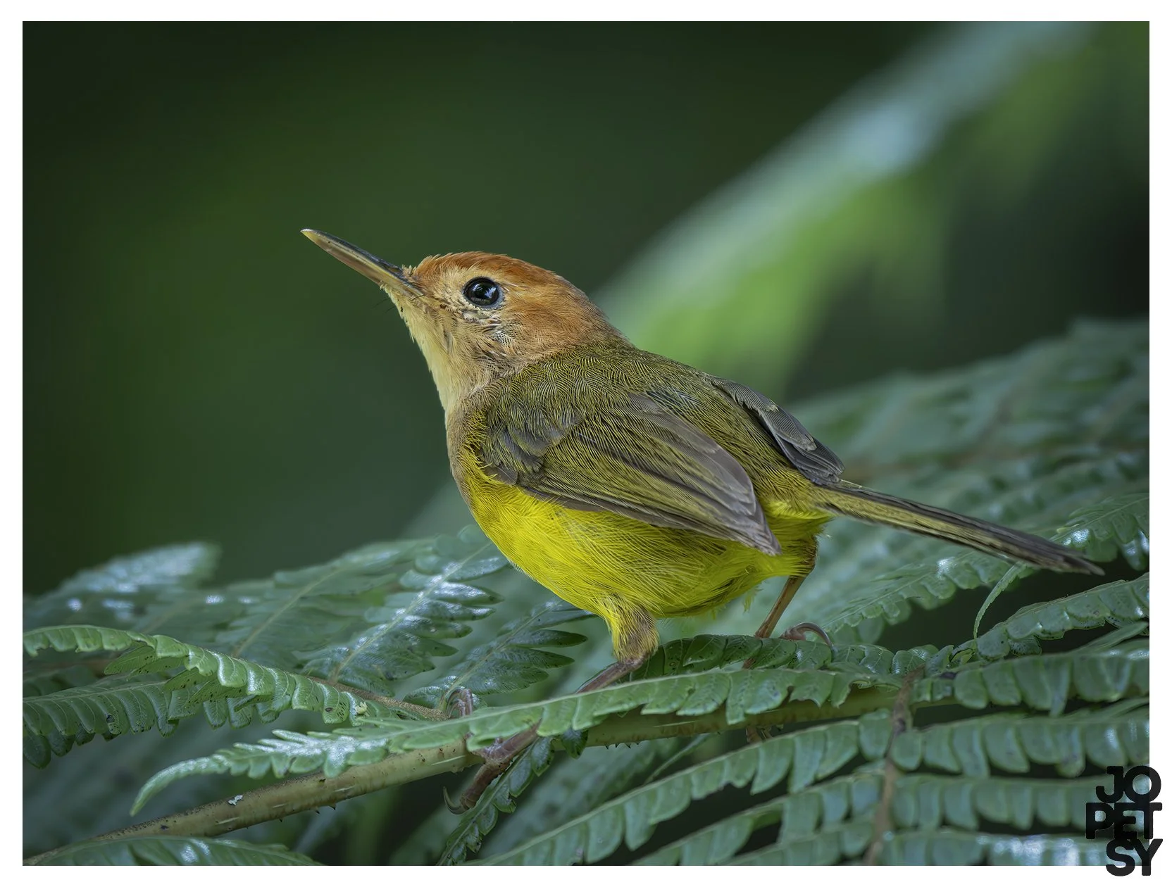 Rufous-headed Tailorbird