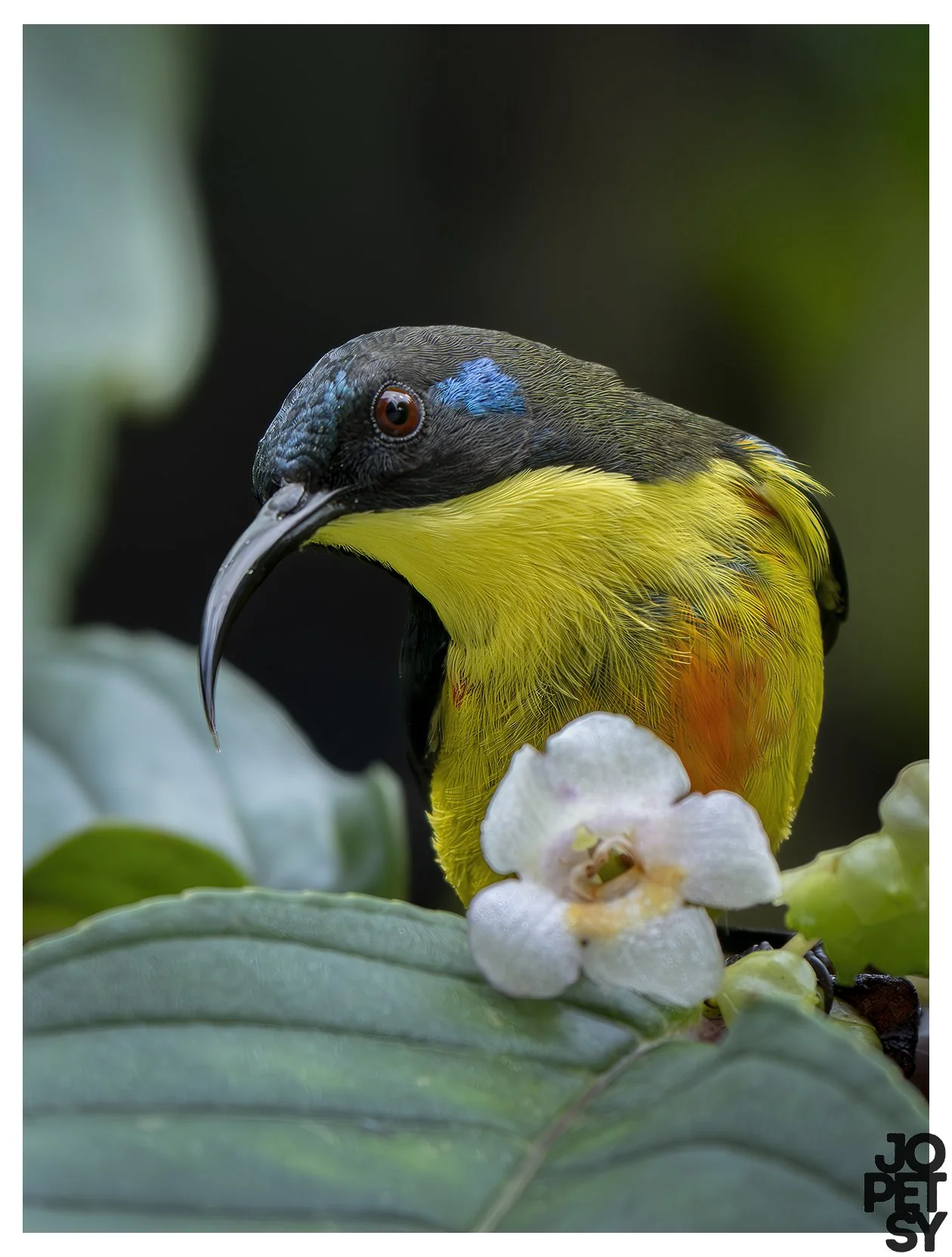 Lina's Sunbird
