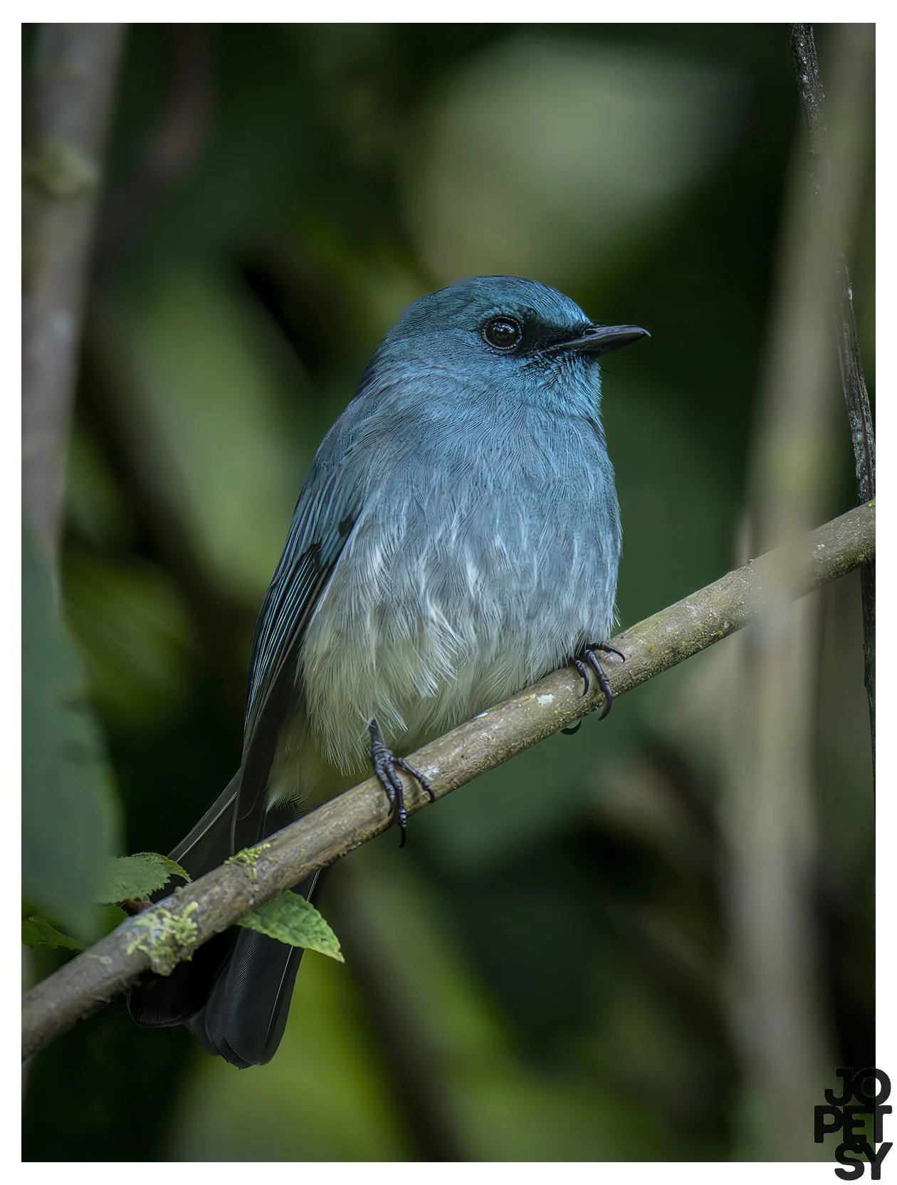 Turquoise Flycatcher