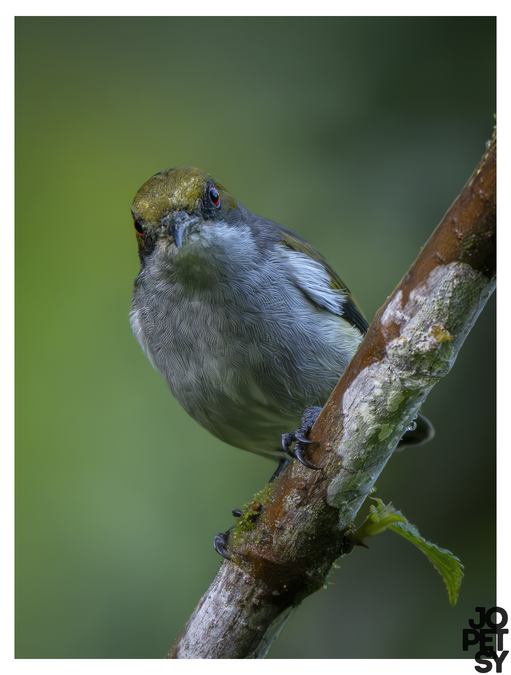 Olive-capped Flowerpecker
