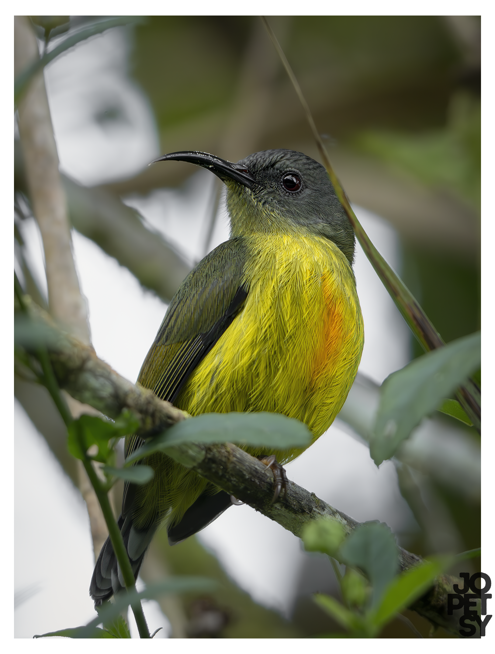 Lina's Sunbird (female)