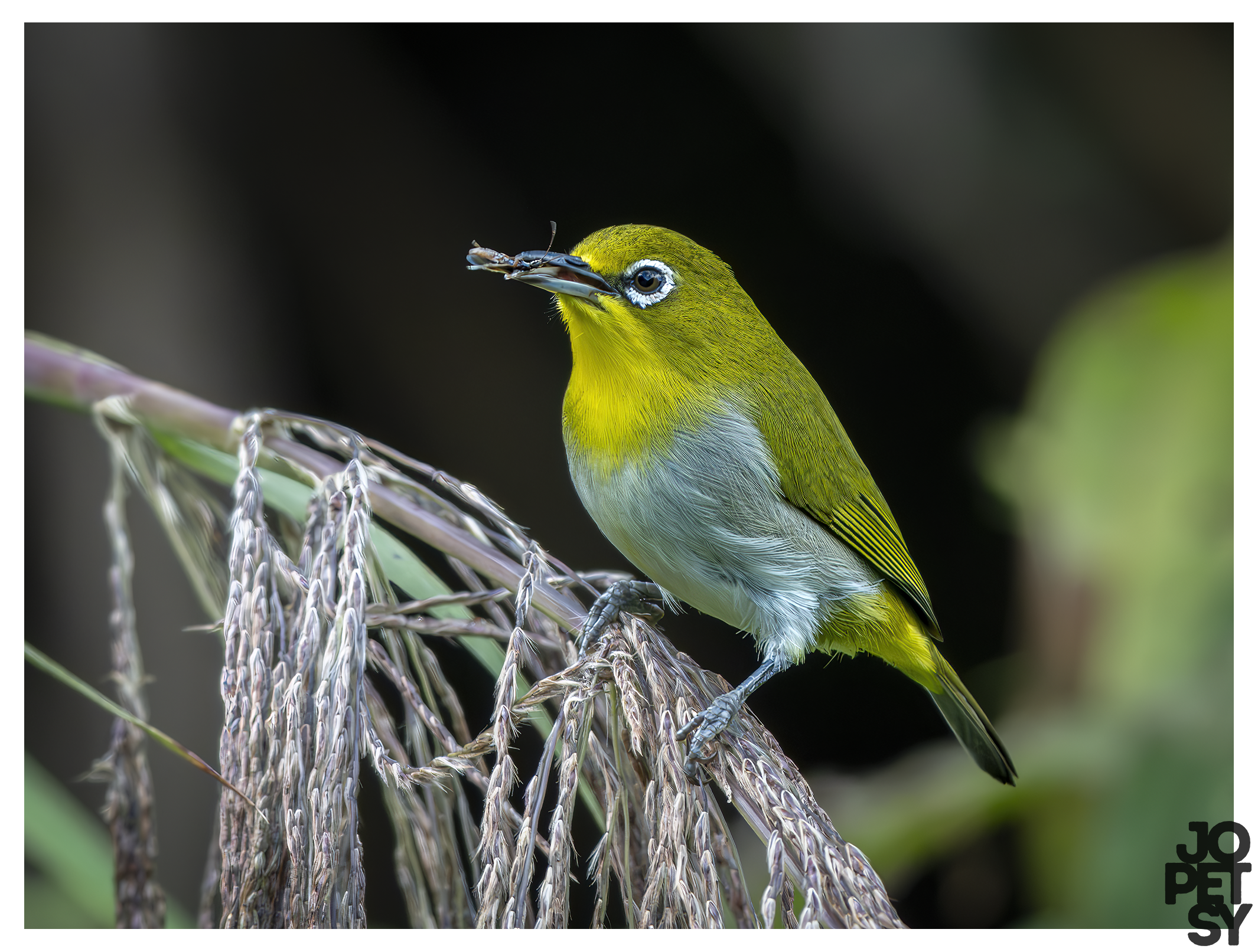 Warbling White-eye