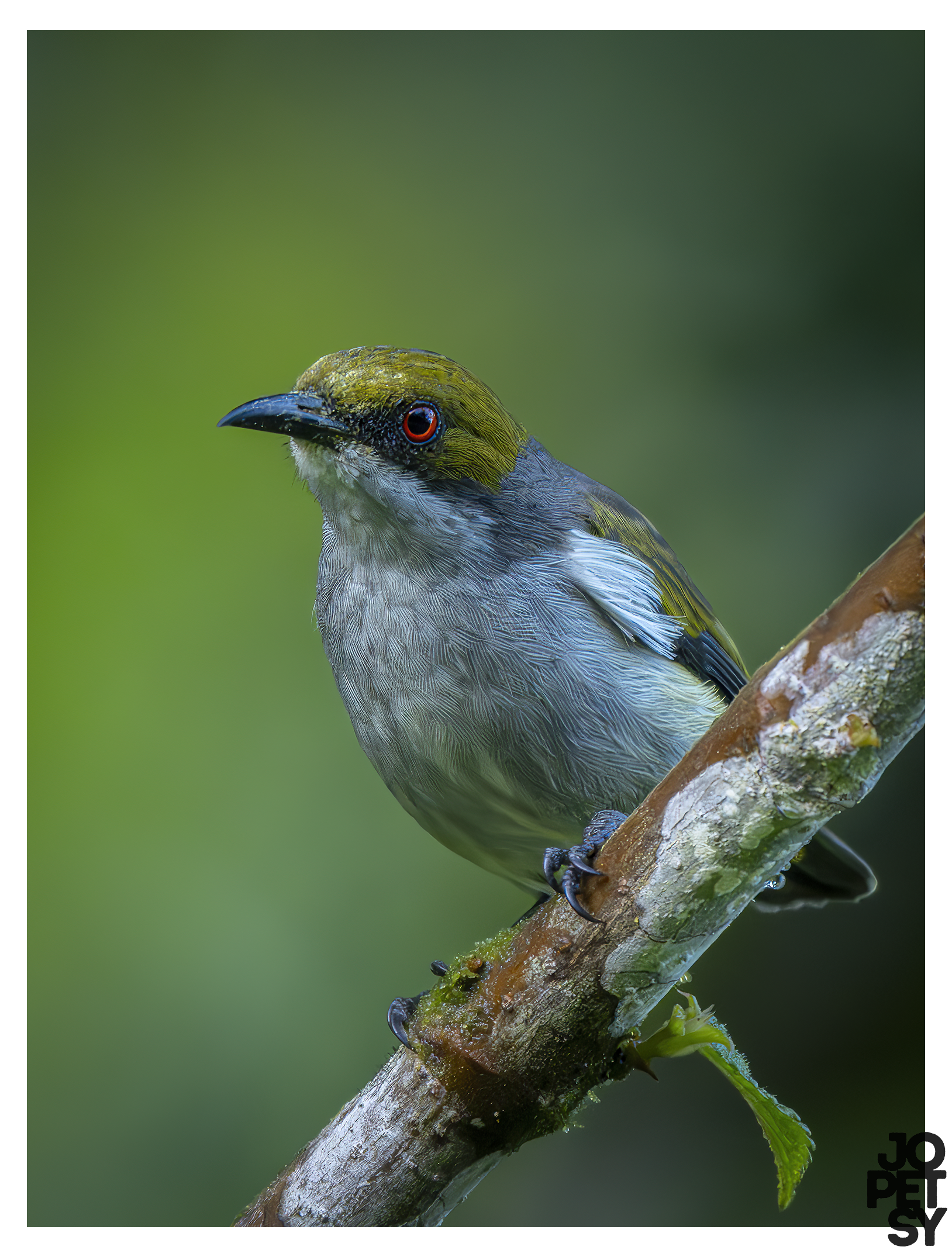 Olive-capped Flowerpecker
