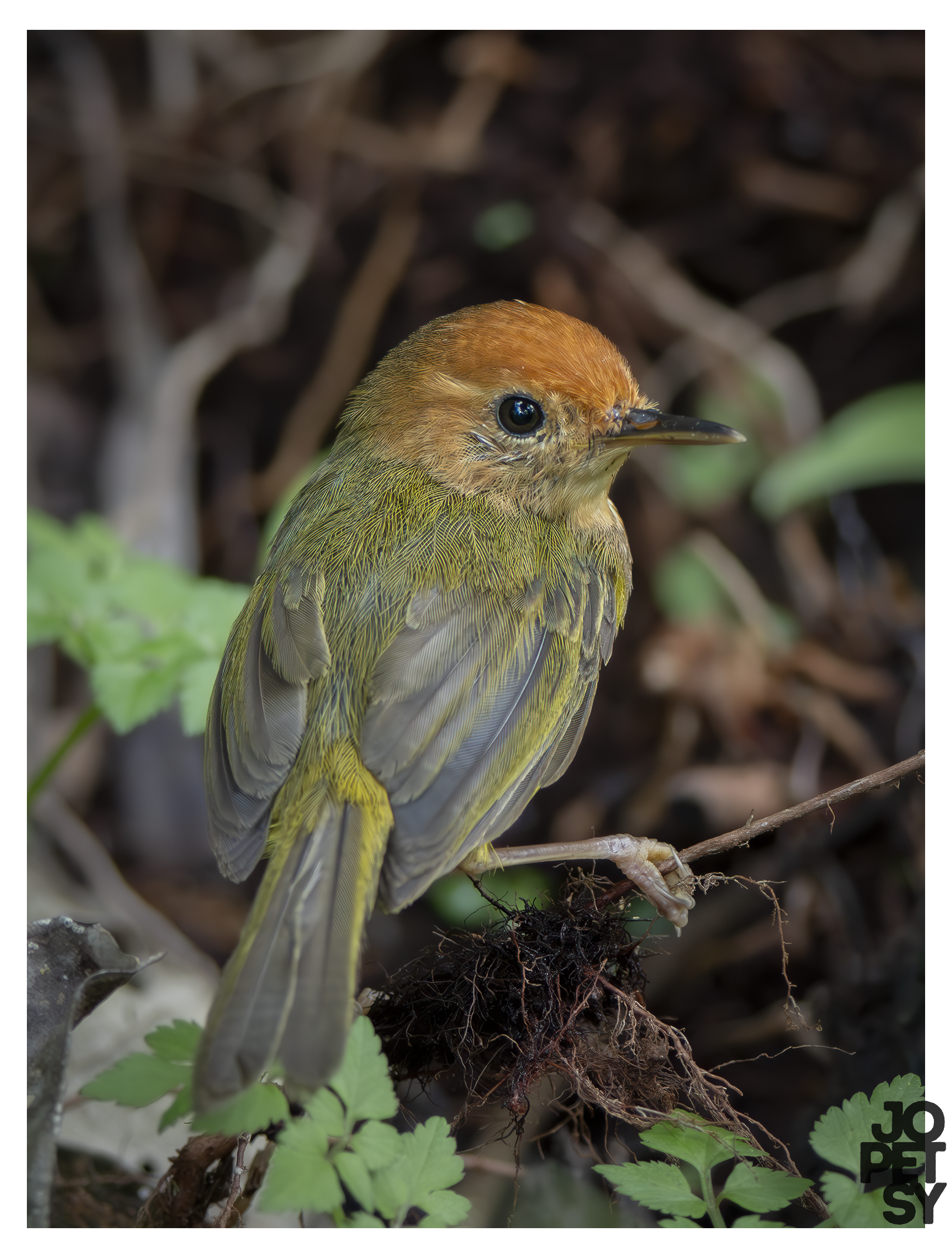 Rufous-headed Tailorbird